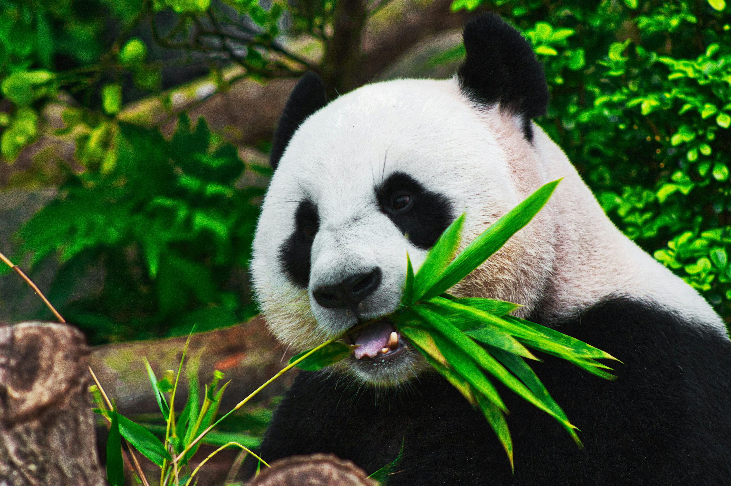 Panda Wallpaper: Free HD Download [HQ]