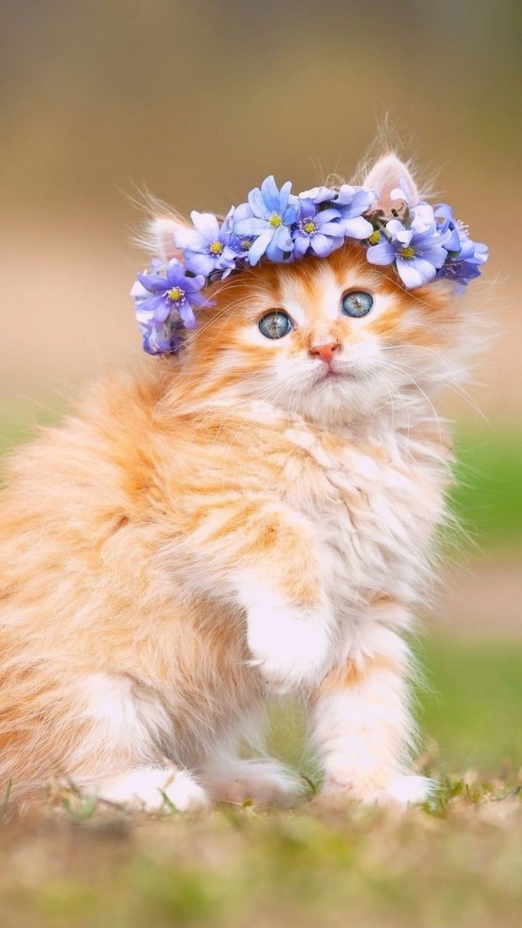 Mobile Cat Wallpaper, iPhone, Smartphone HD Wallpaper
