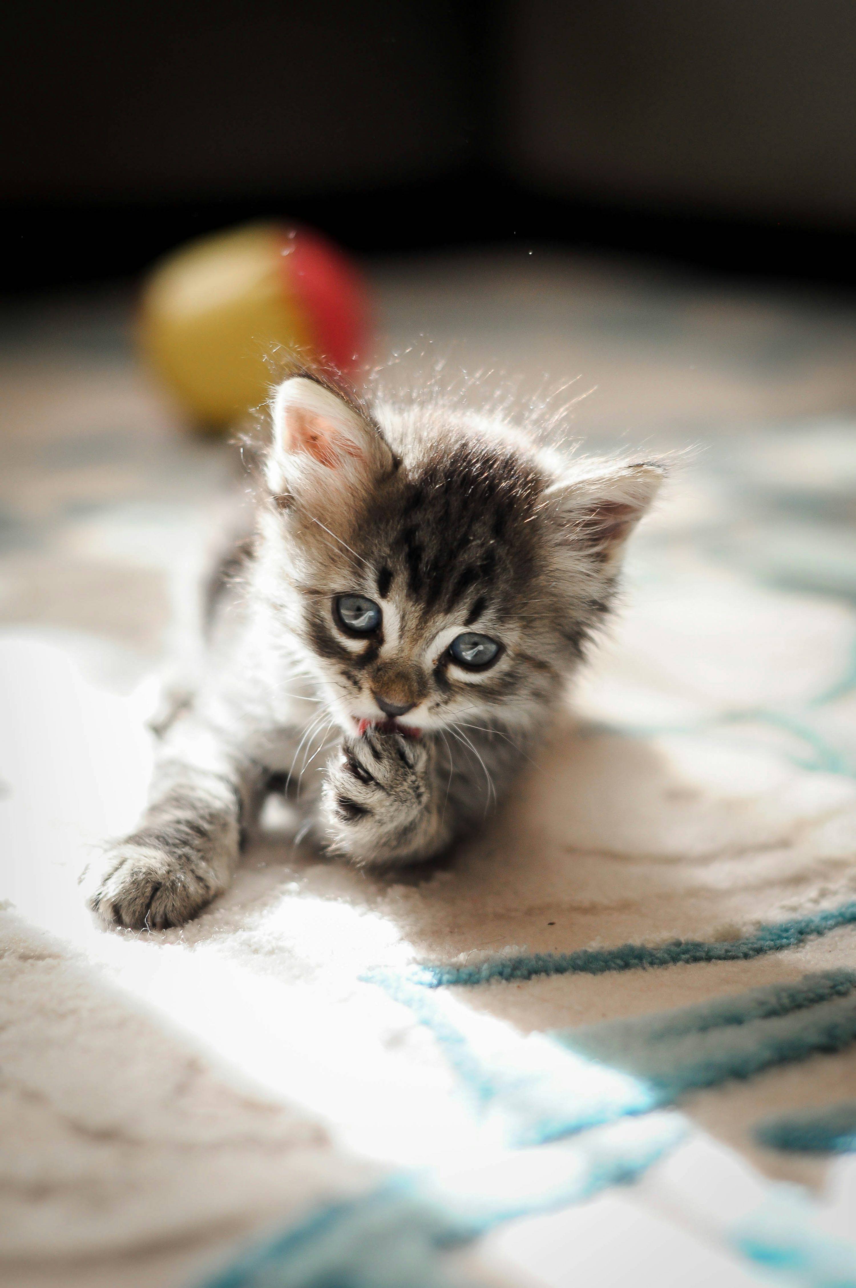 Cats Wallpaper Picture. Download Free Image