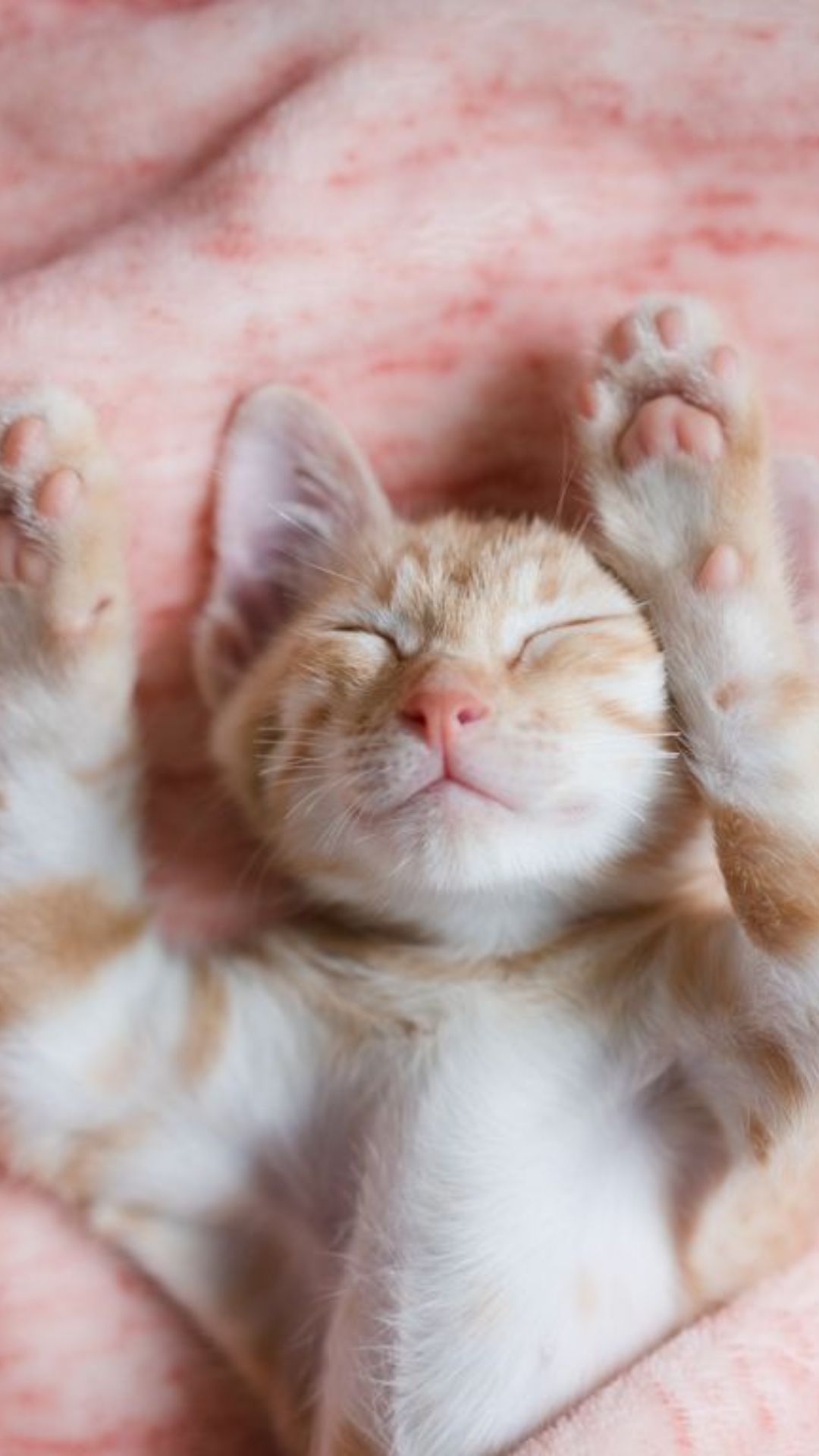 Cute Cat Wallpaper Cute Cat Background Download