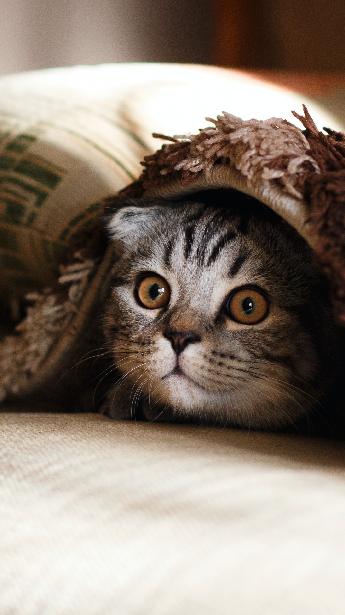 Cute Cat Wallpaper 4K, Cozy, Warm, Adorable, Couch, 5K