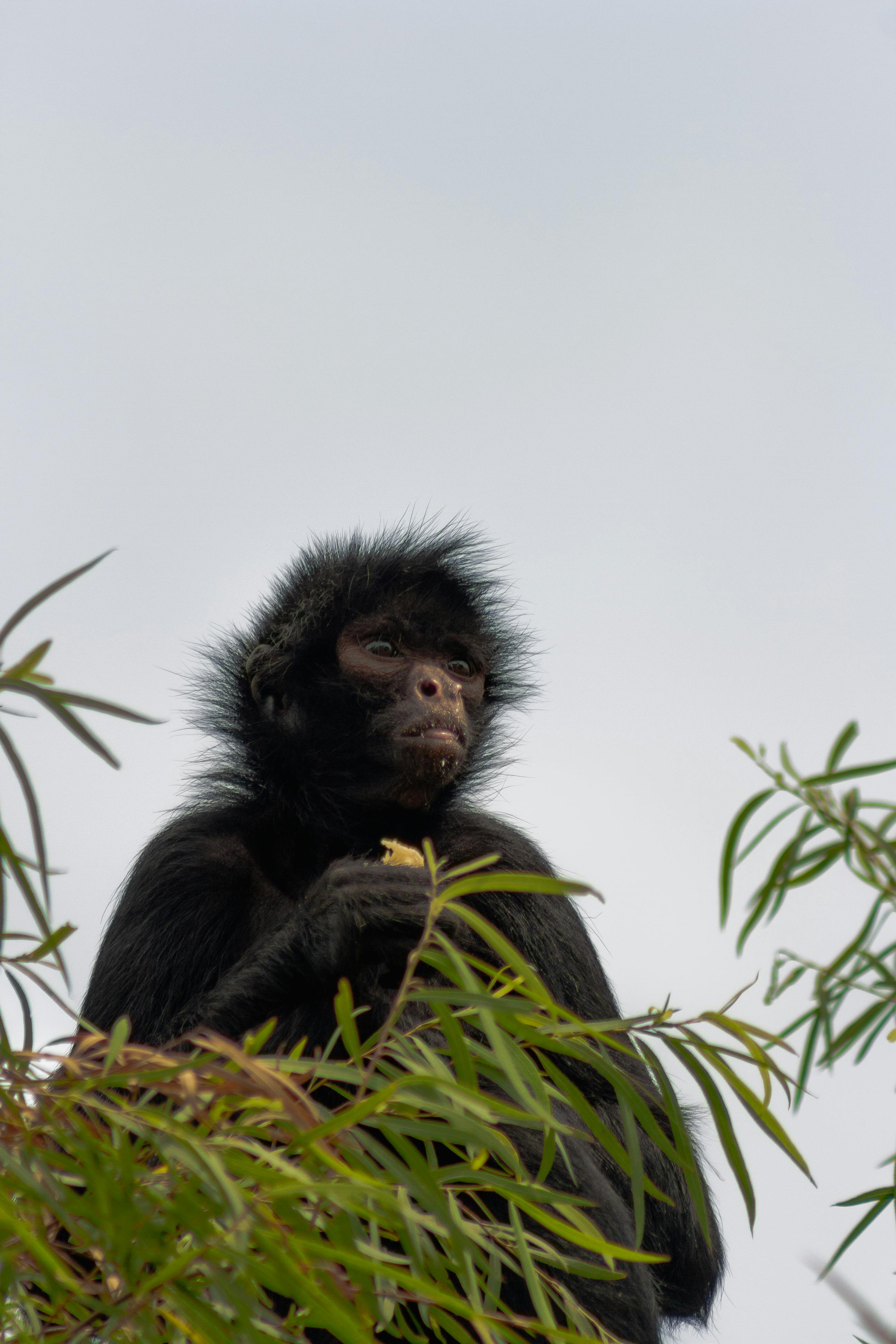 Spider Monkey on Tree · Free