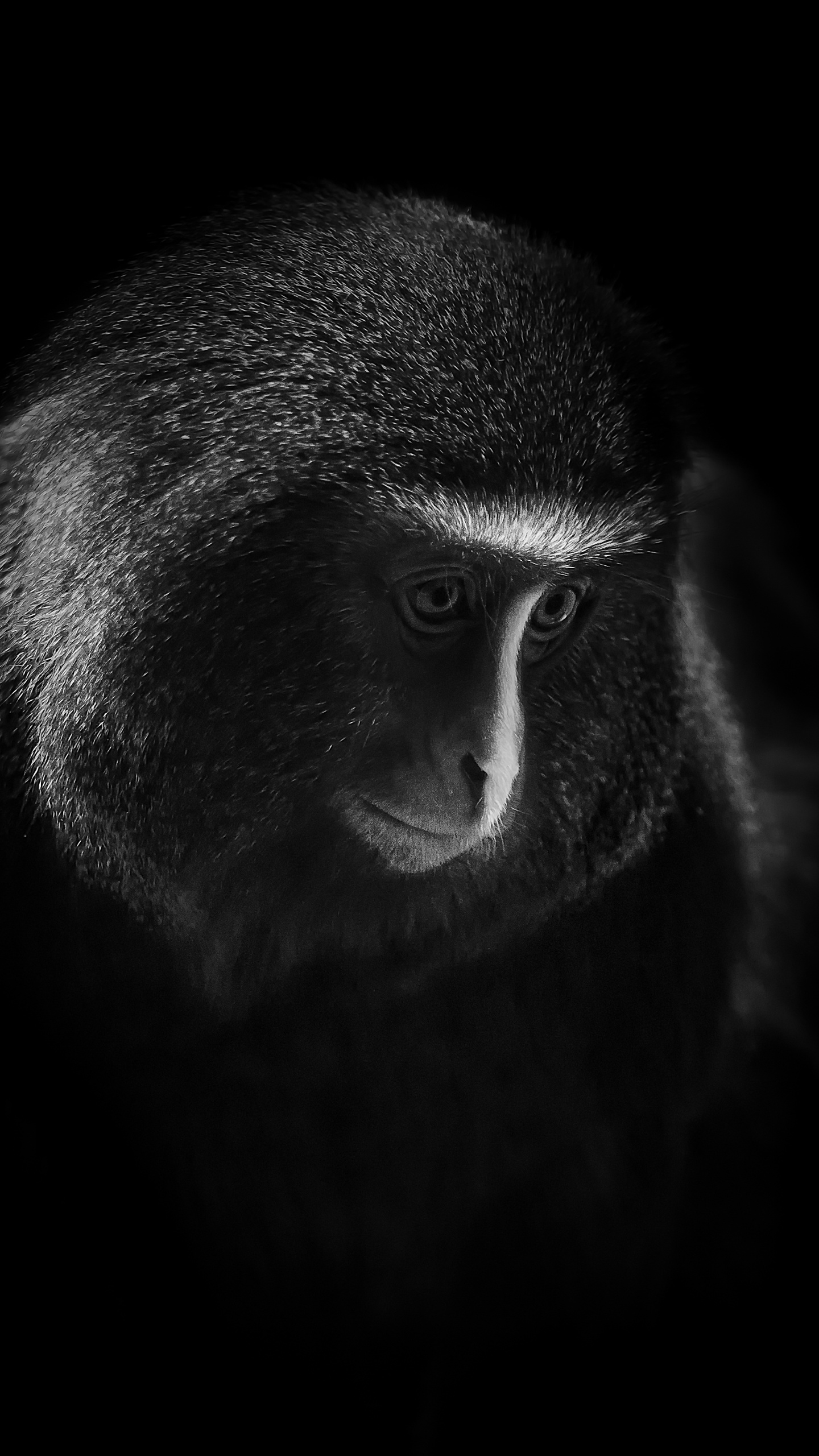 Hamlyn's Monkey Wallpaper 4K, Owl Faced Monkey, Dark
