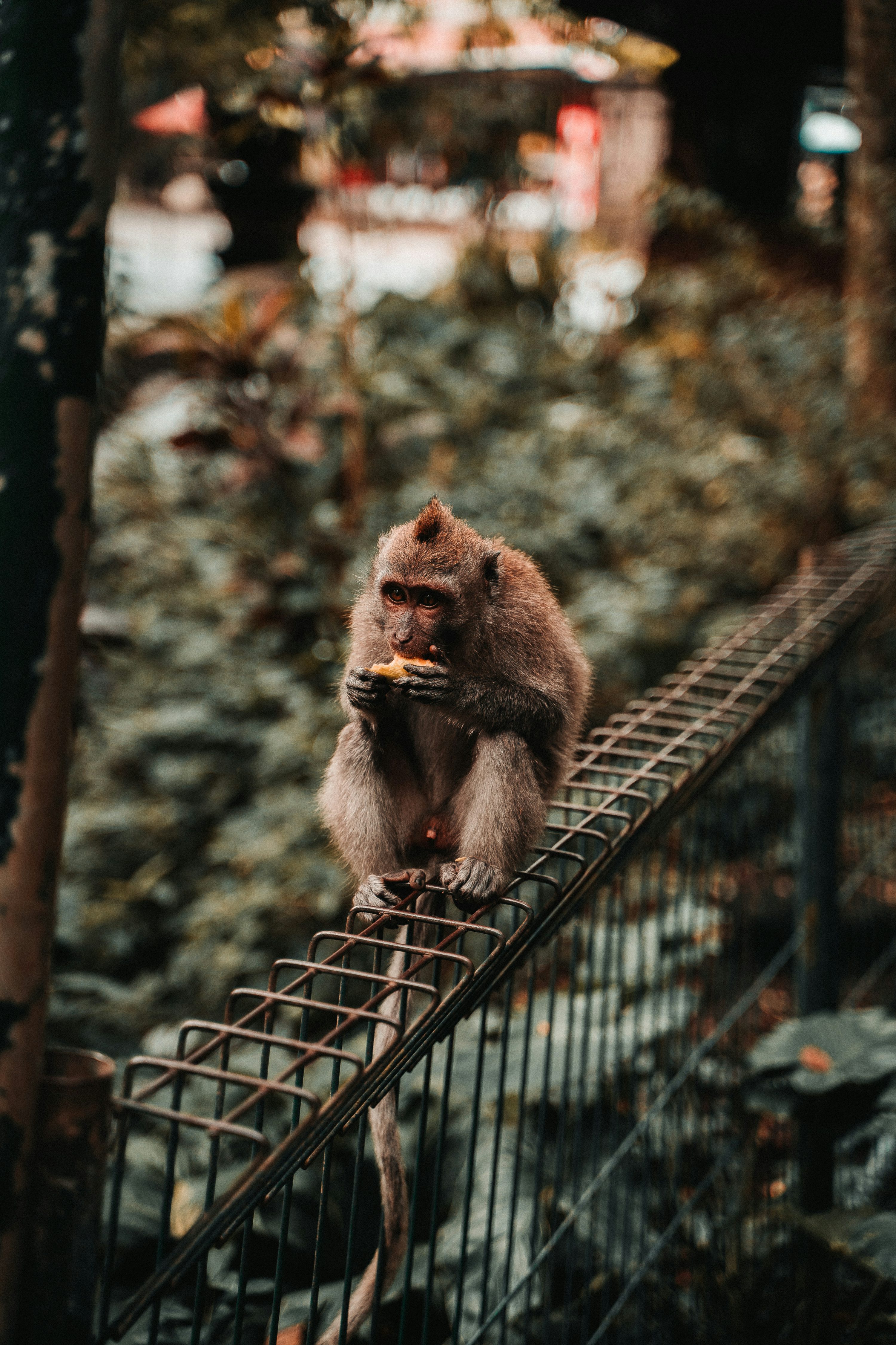 Monkey eating on gray metal frame during daytime photo