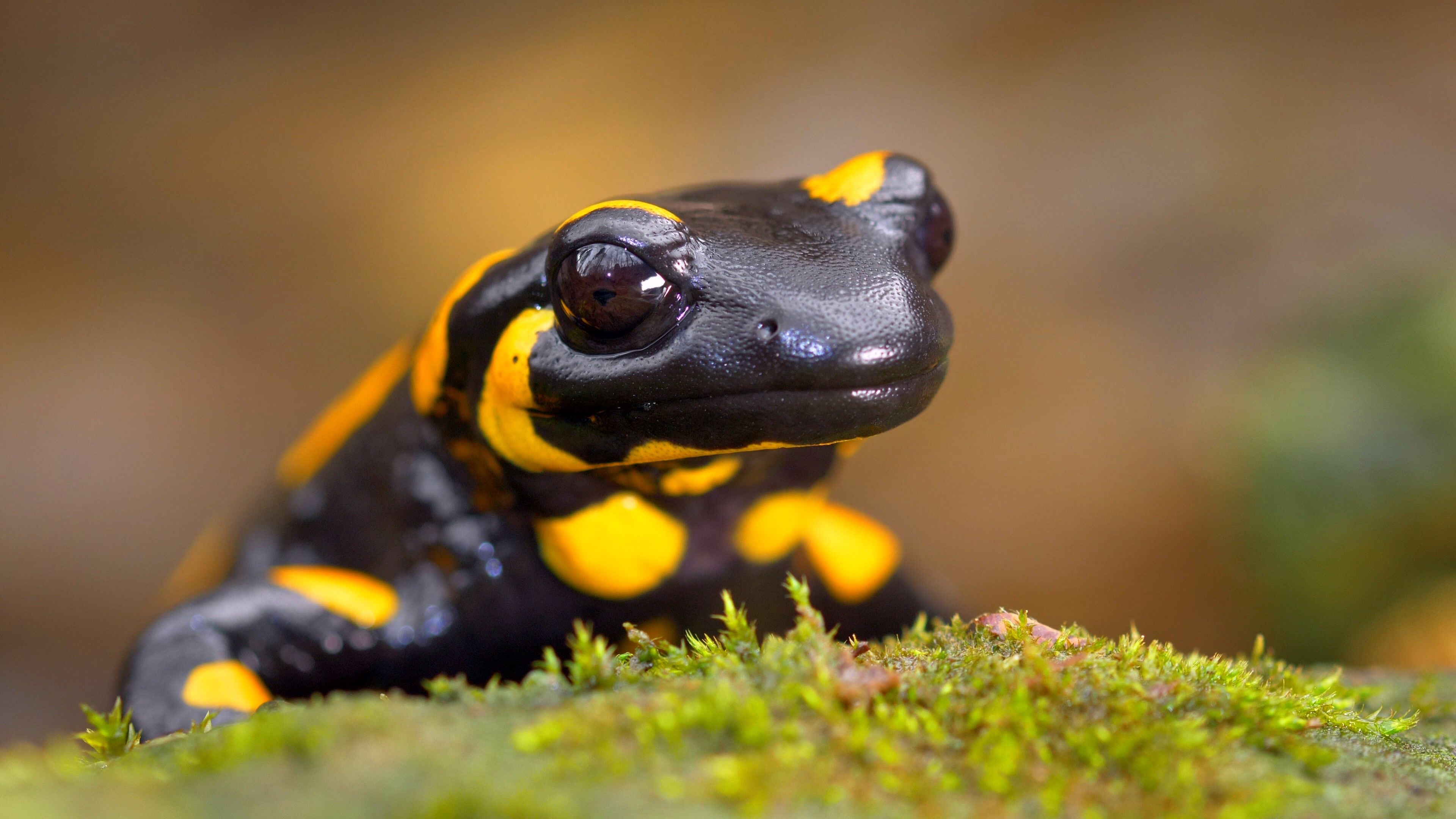 Salamander Wallpaper