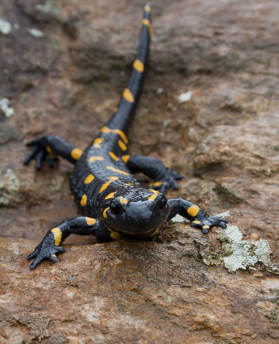 Free salamander & Picture