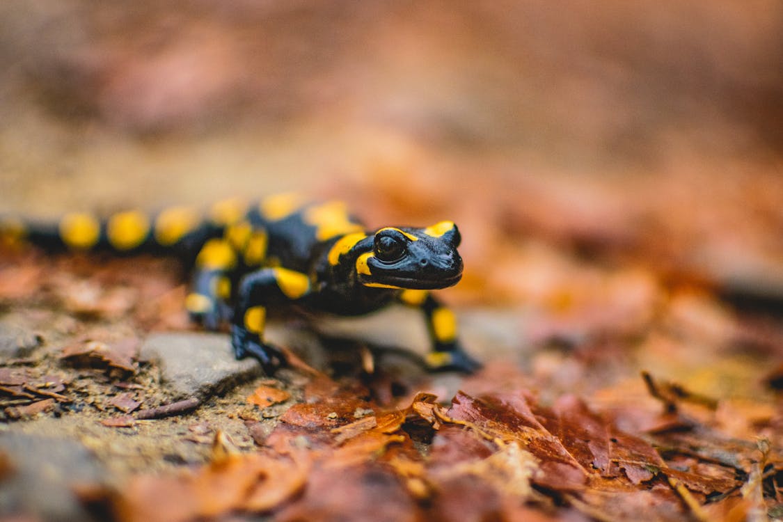 Close Up Shot Of A Fire Salamander · Free