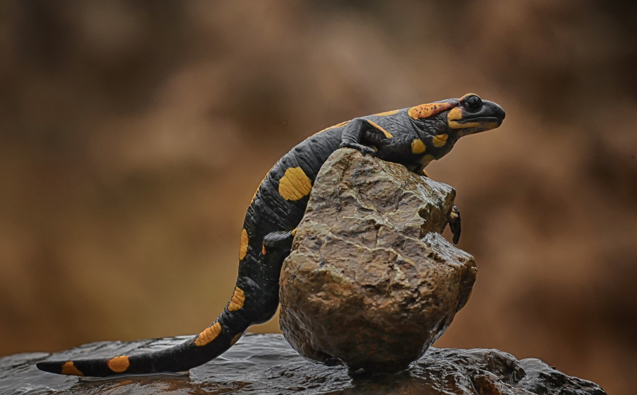 Download Reptile Lizard Animal Salamander HD Wallpaper