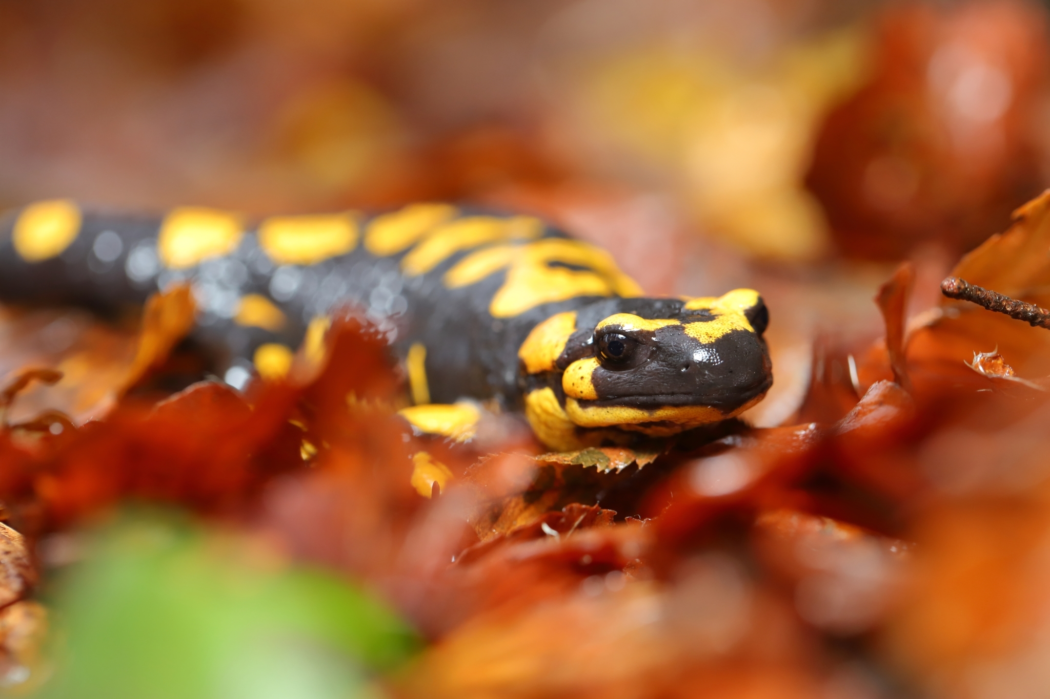 Photos of Italian Fire Salamander (Subspecies Salamandra salamandra gigliolii) · iNaturalist