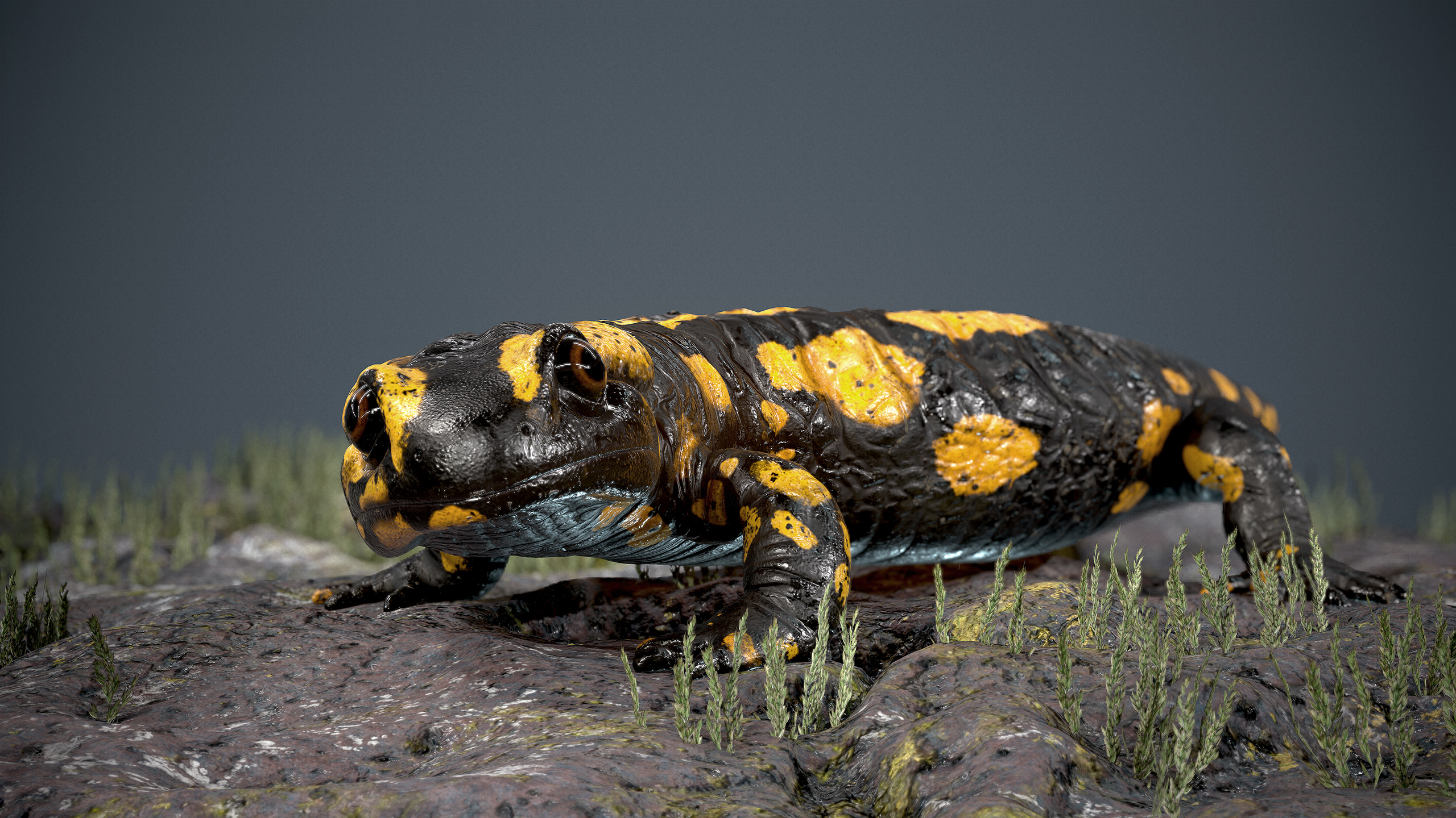 Fire Salamander