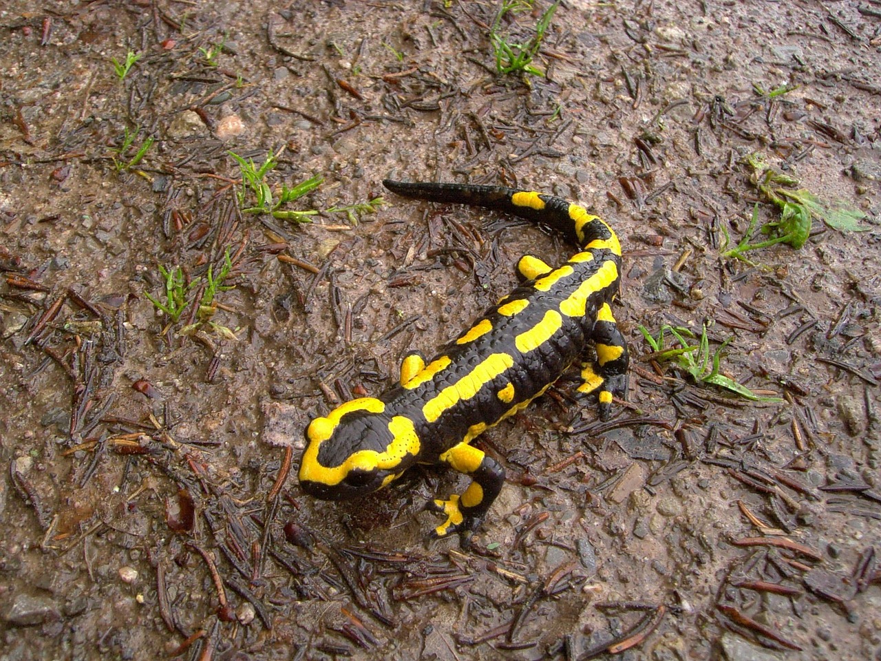 Fire Salamander Animal