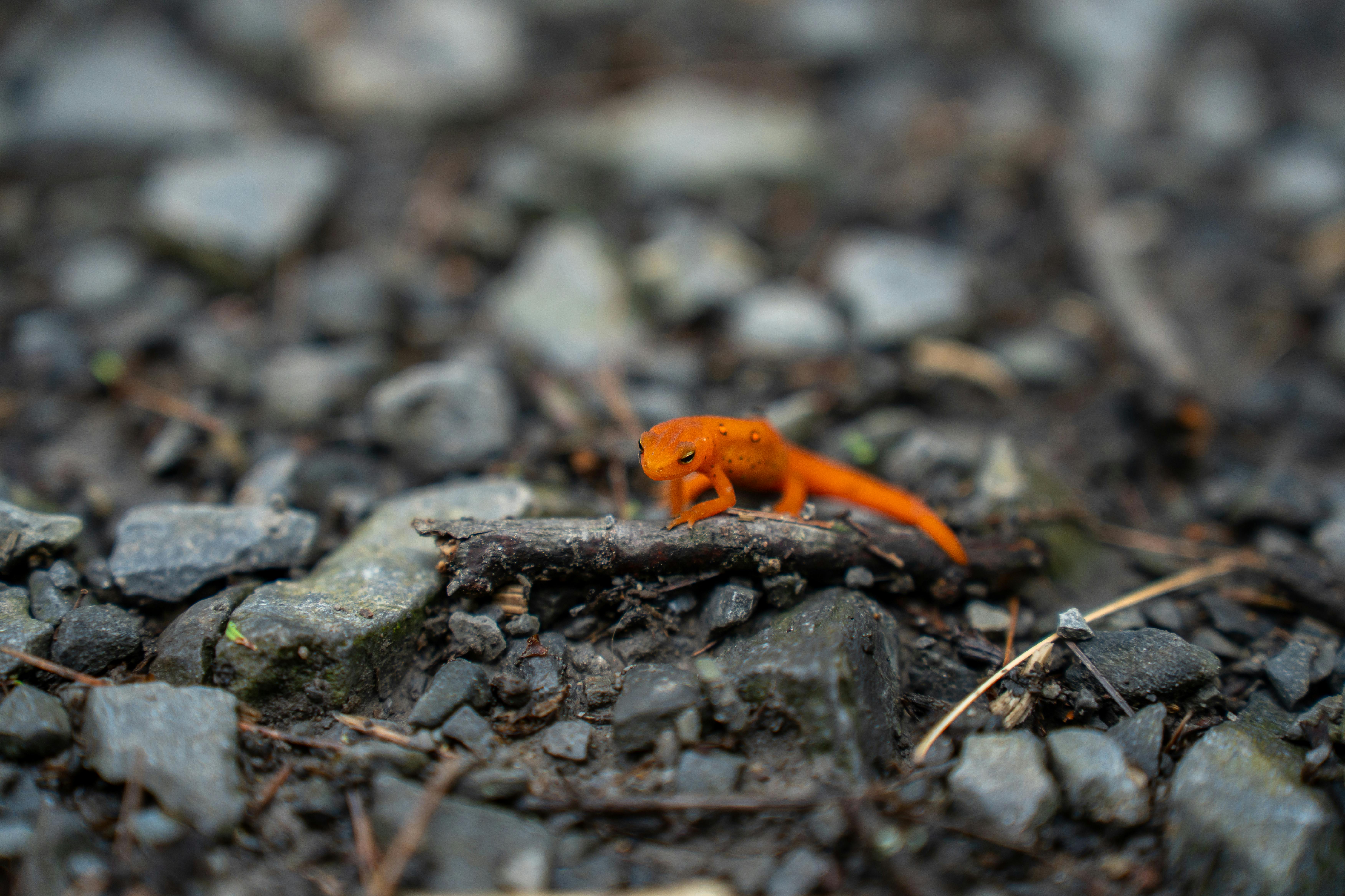 Salamander Photo, Download The BEST Free Salamander & HD Image