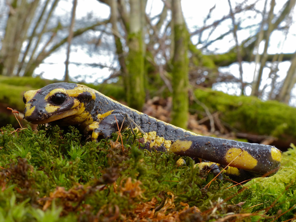 Fire Salamander (Salamandra salamandra). Forêt d' Ecouves