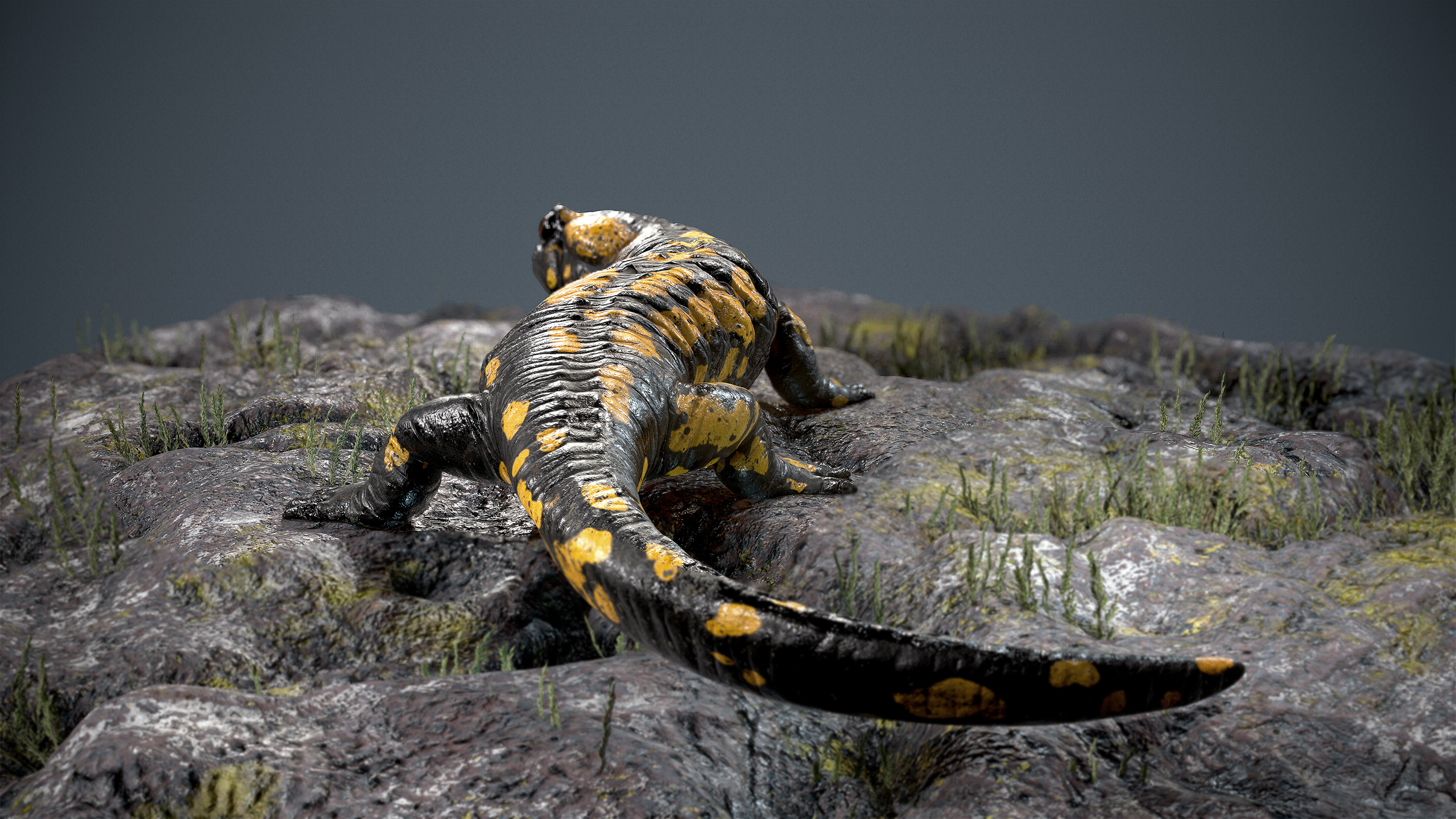 Fire Salamander