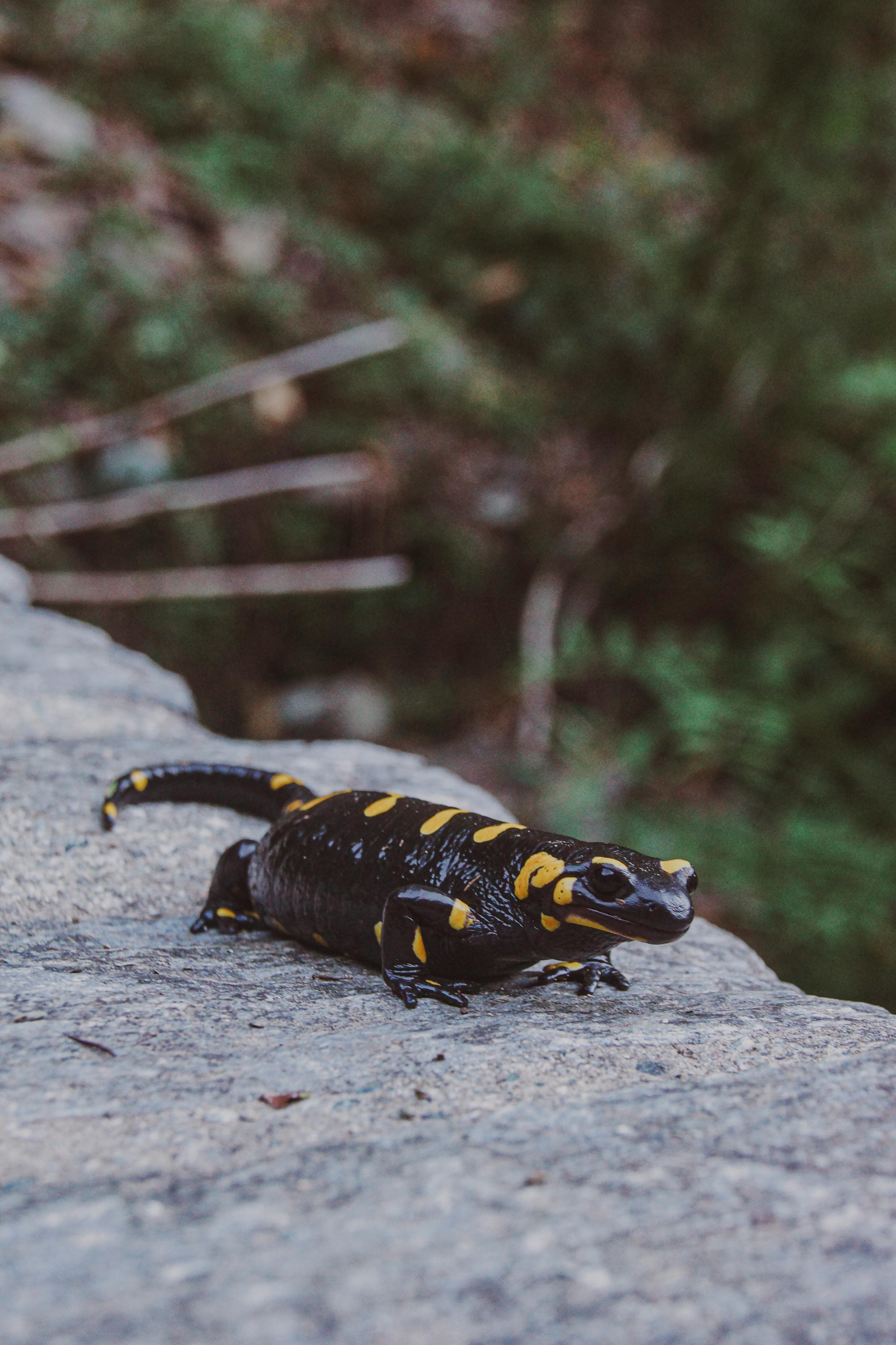 Salamander Photo, Download The BEST Free Salamander & HD Image