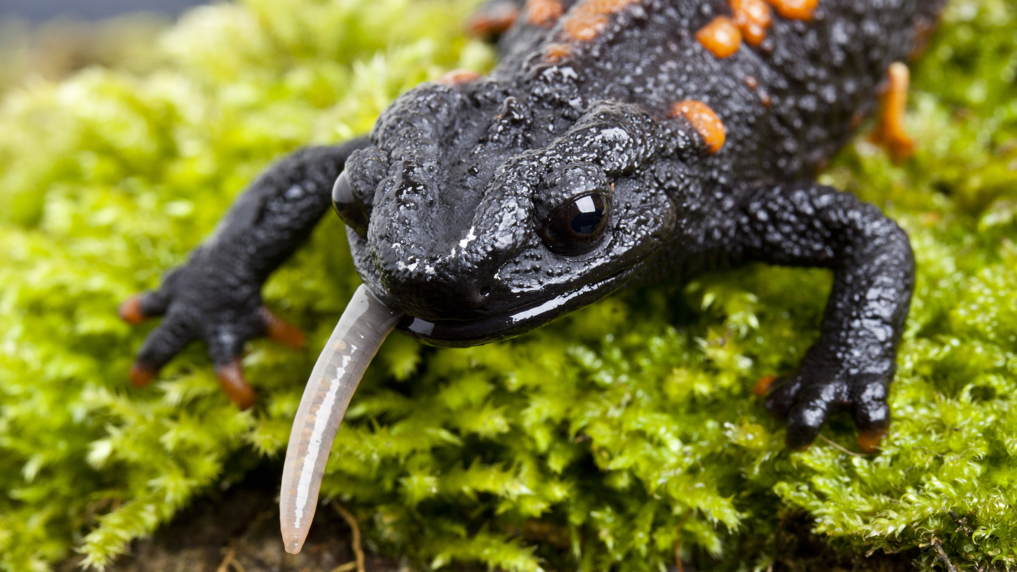 U.S. Restricts Movement of Salamanders, for Their Own Good
