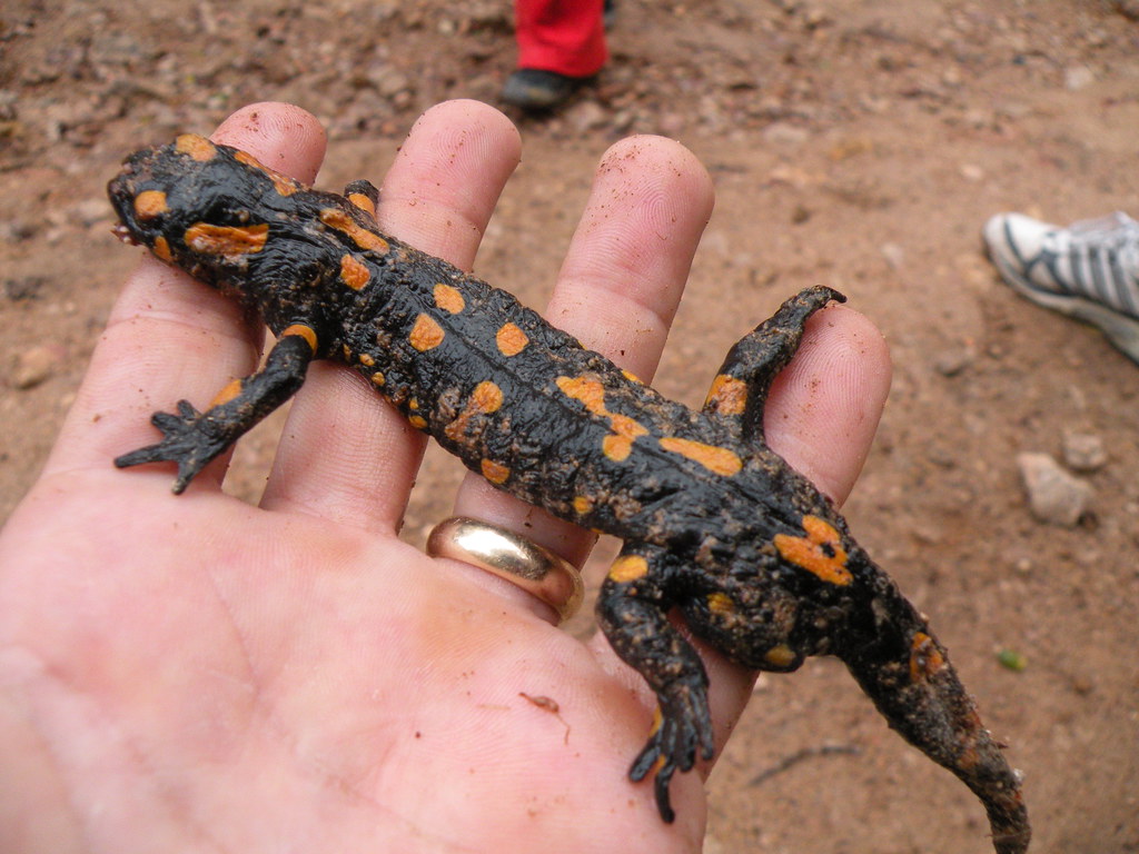 Fire Salamander (Salamandra salamandra)