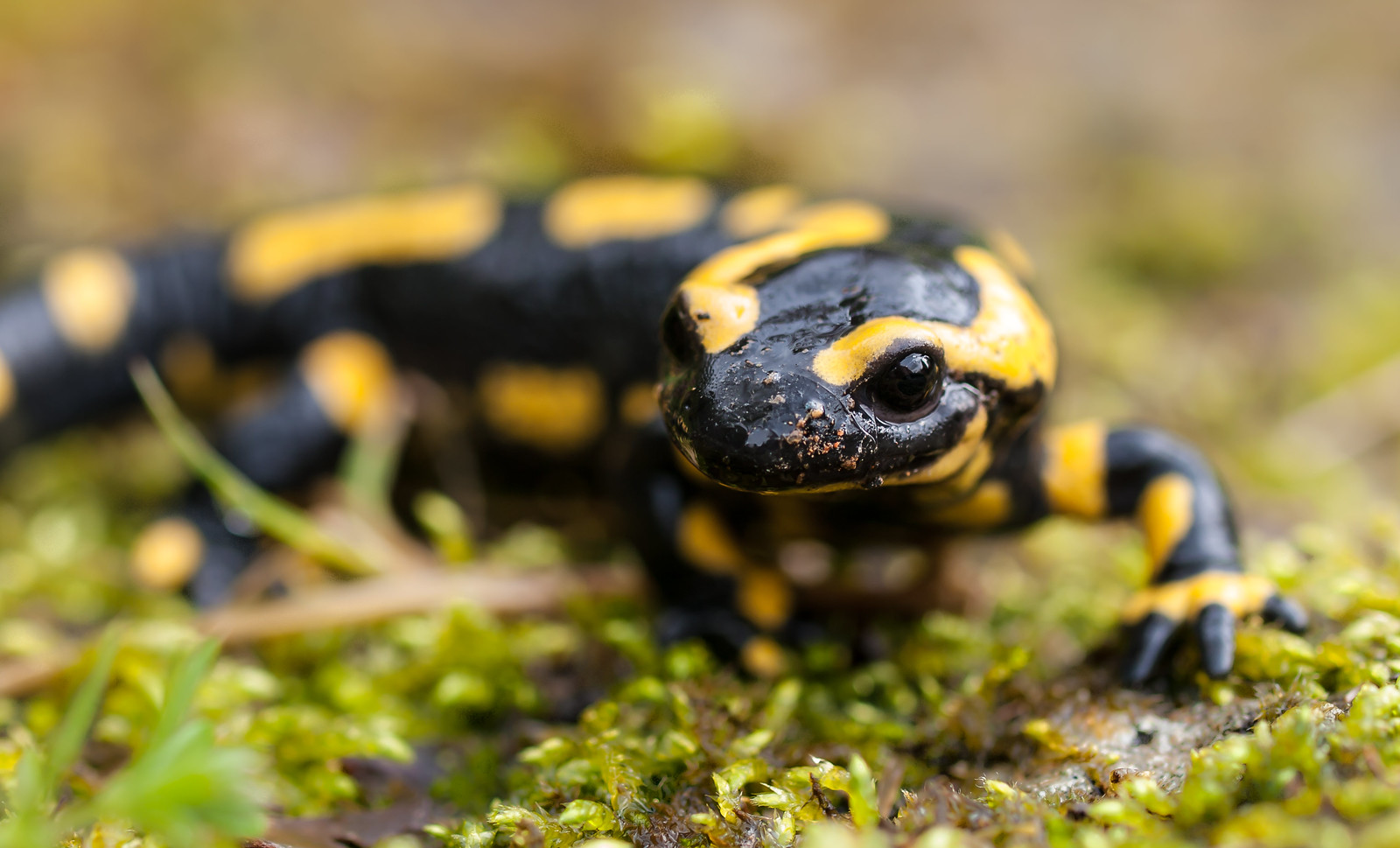 Fire Salamander. Fire Salamander at La Quinetière, Buais, N
