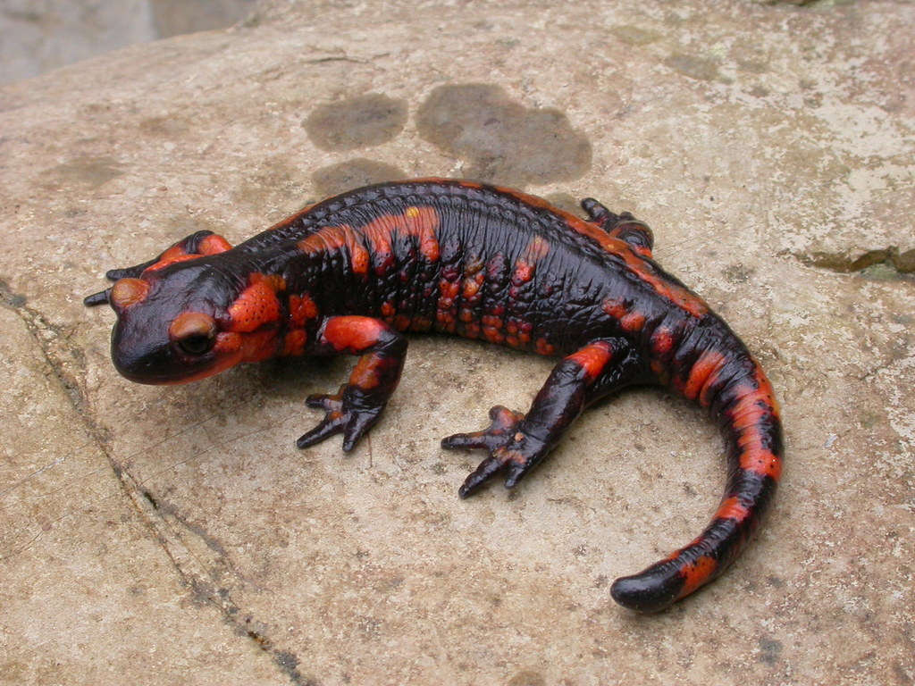 Photos of Fire Salamander (Salamandra salamandra) · iNaturalist