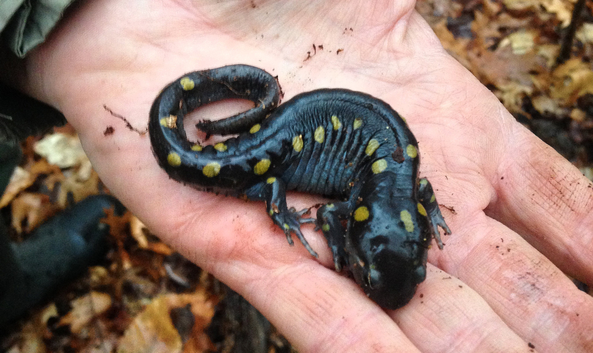 With Spring, the Rare Spotted Salamander Emerges