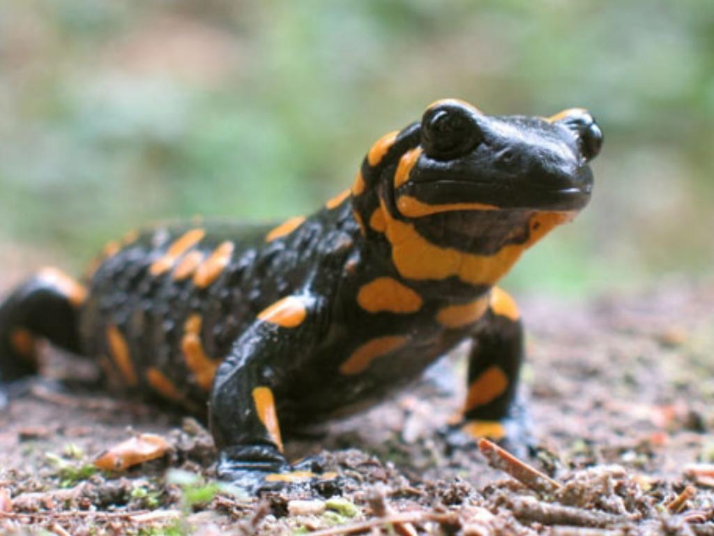 Fire Salamander