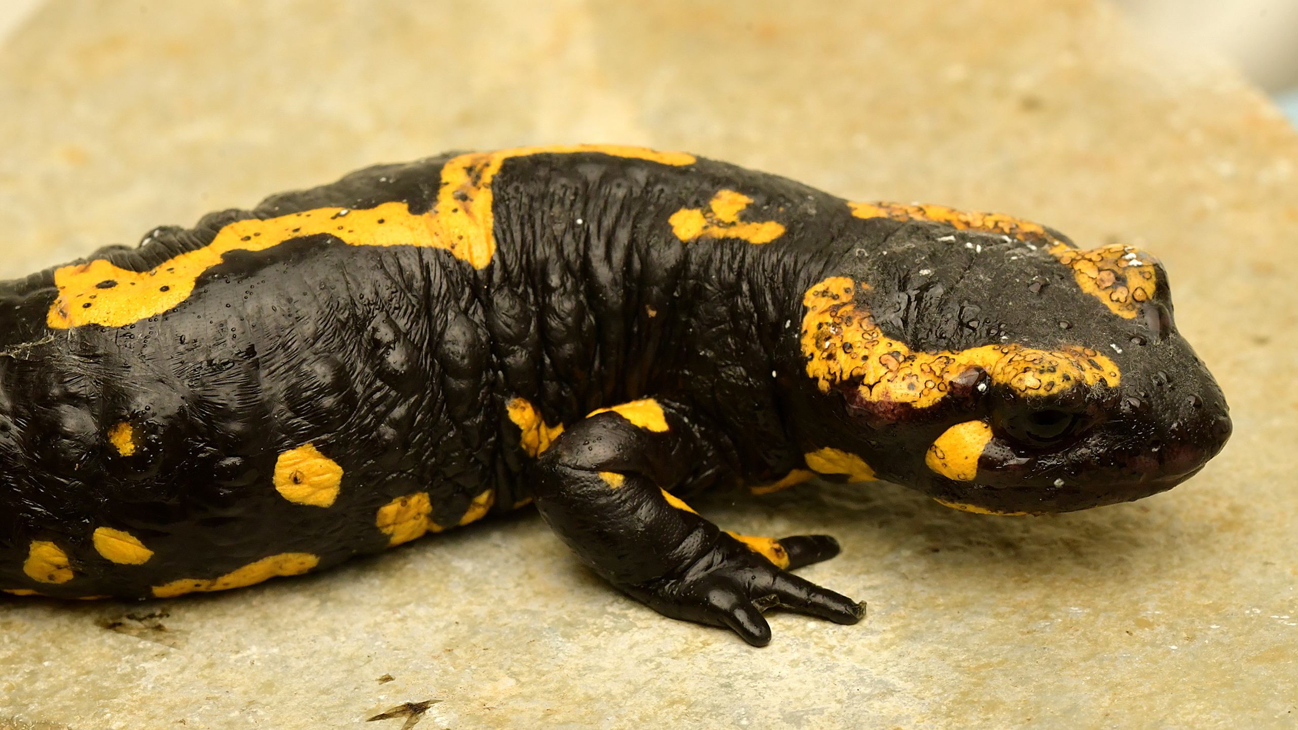 Central European Fire Salamander