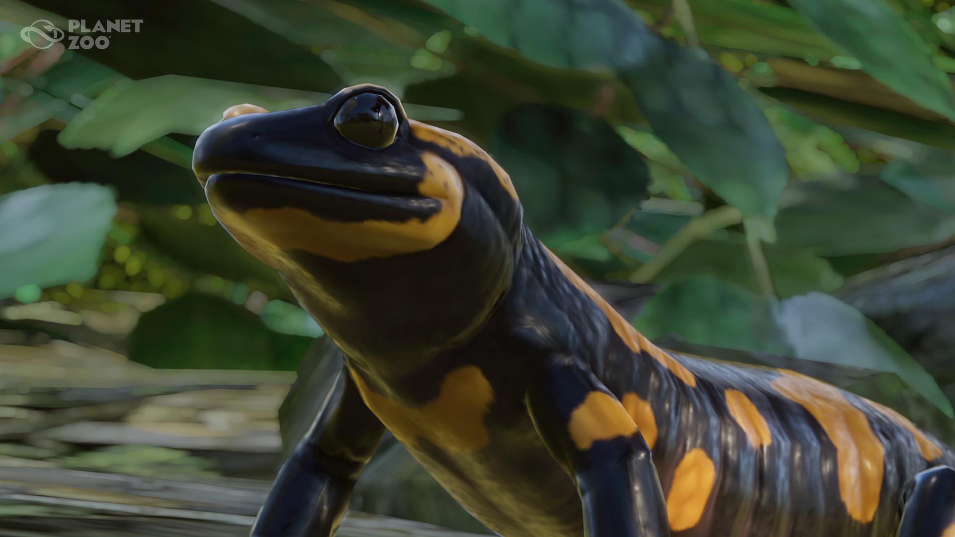 Fire Salamander Reveal!