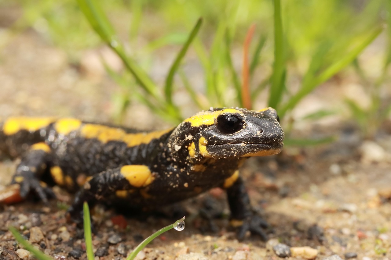 Fire Salamander
