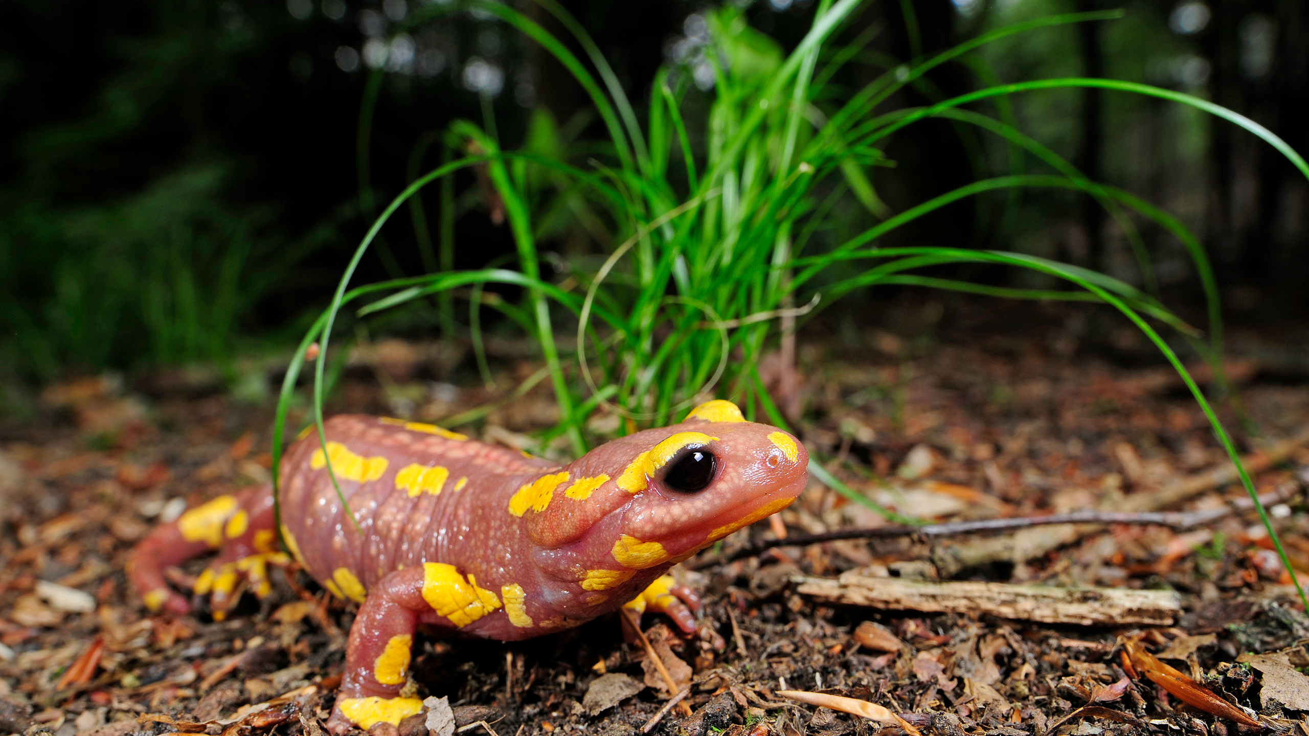 Central European Fire Salamander