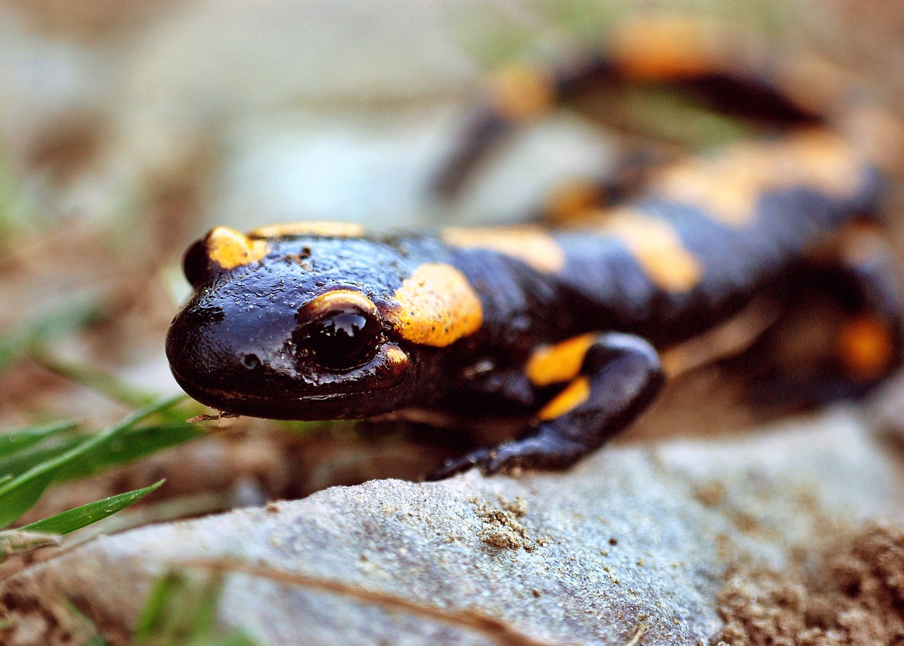THE FIRE SALAMANDER
