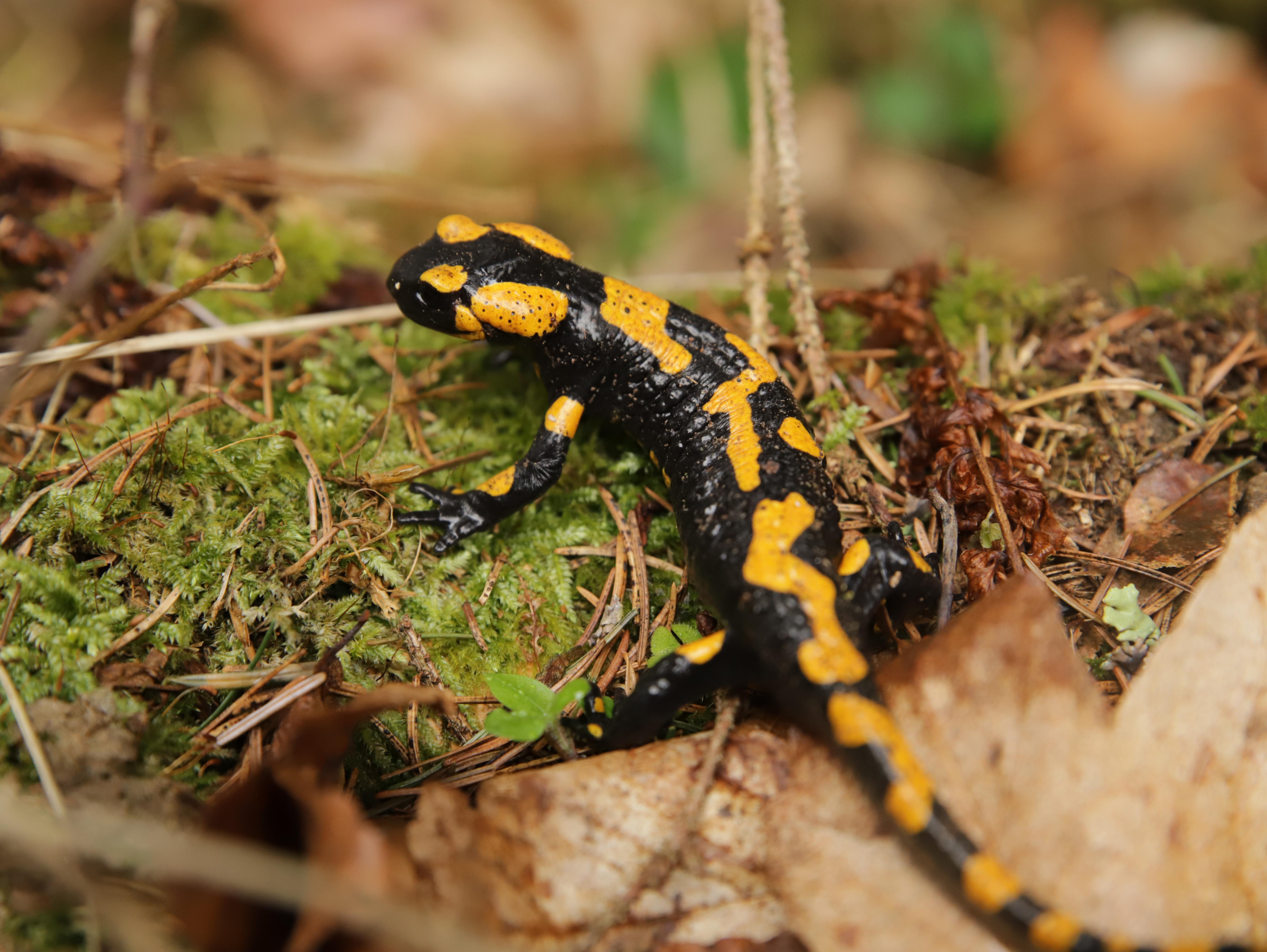Picture I took of a Fire Salamander I came across the other day!