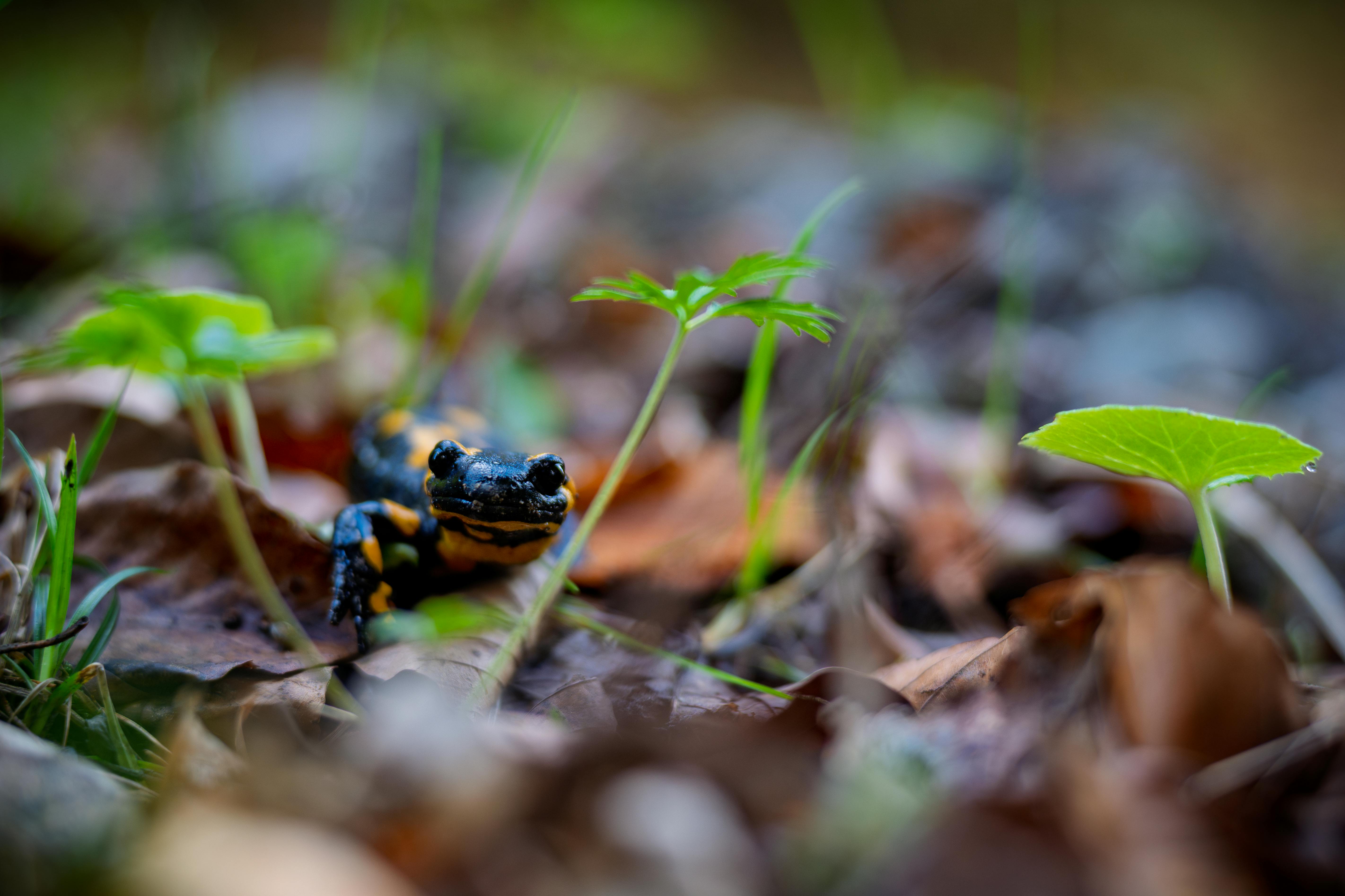 Salamander Photo, Download The BEST Free Salamander & HD Image