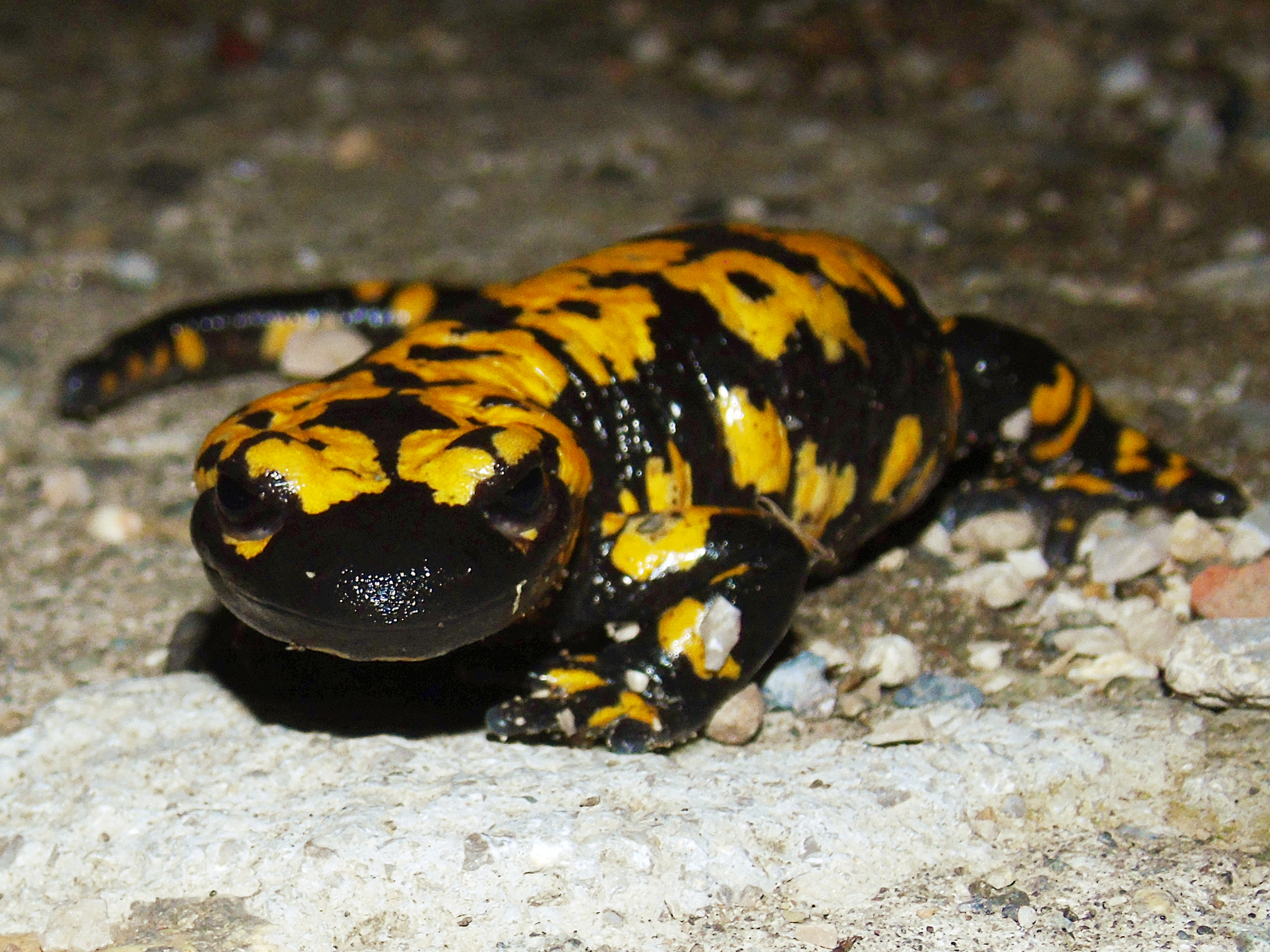 Photos of Near Eastern Fire Salamander (Salamandra infraimmaculata) · iNaturalist