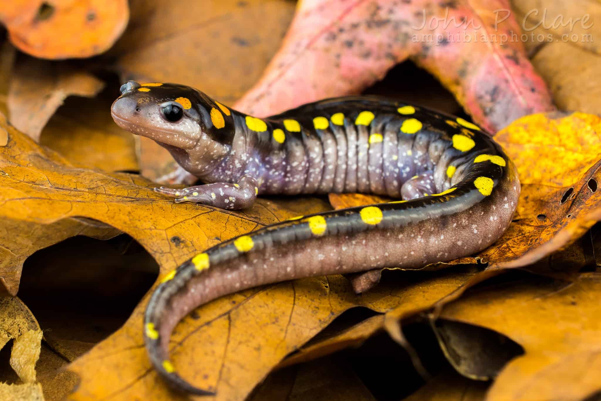 The Yellow Spotted Salamander: The Only Known Solar Powered Vertebrate