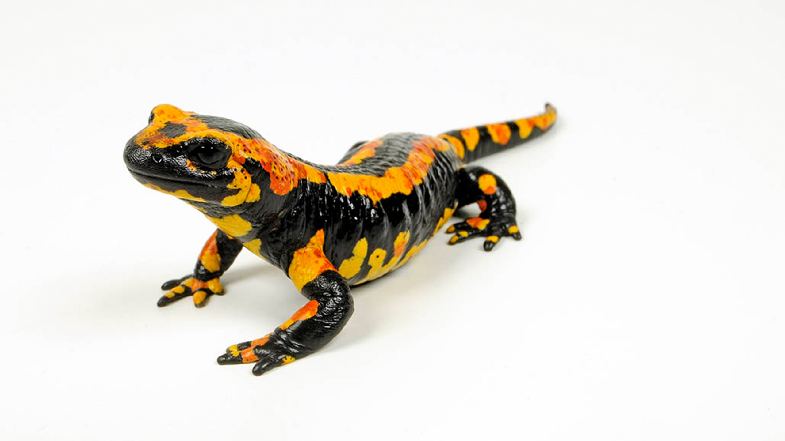 Central European Fire Salamander