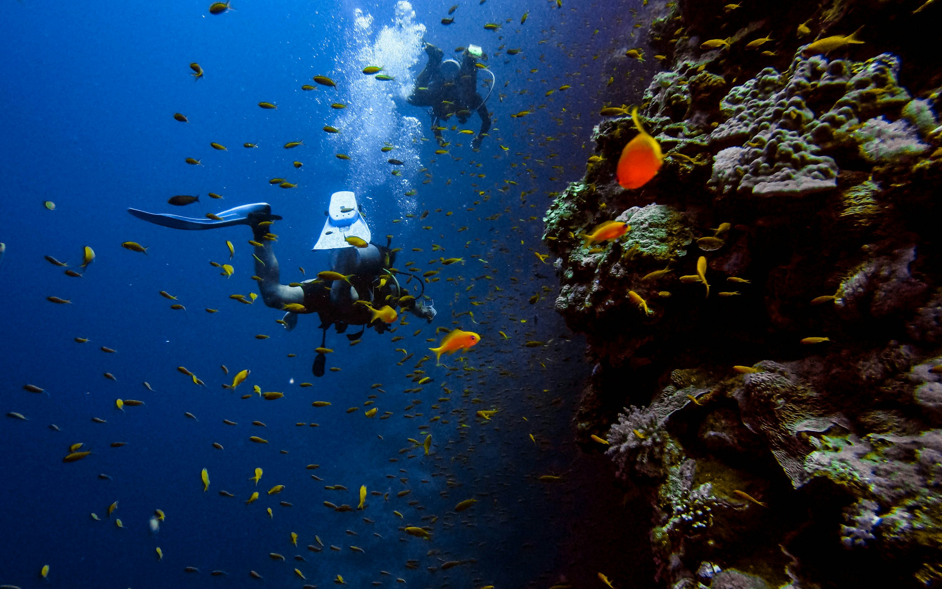 Scuba Diving Picture [HD]. Download Free Image