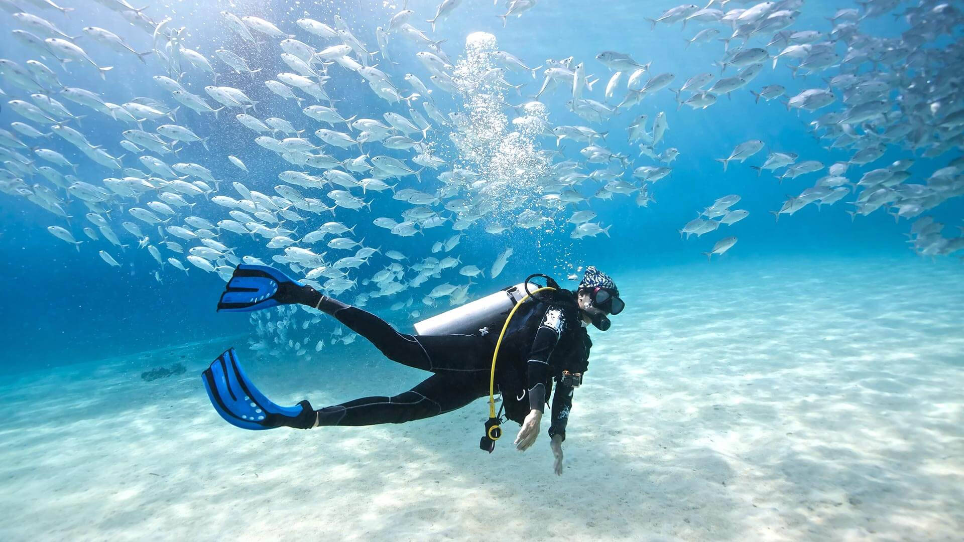 Download Exhilarating Underwater Exploration: Scuba Diving with Silver Fishes Wallpaper