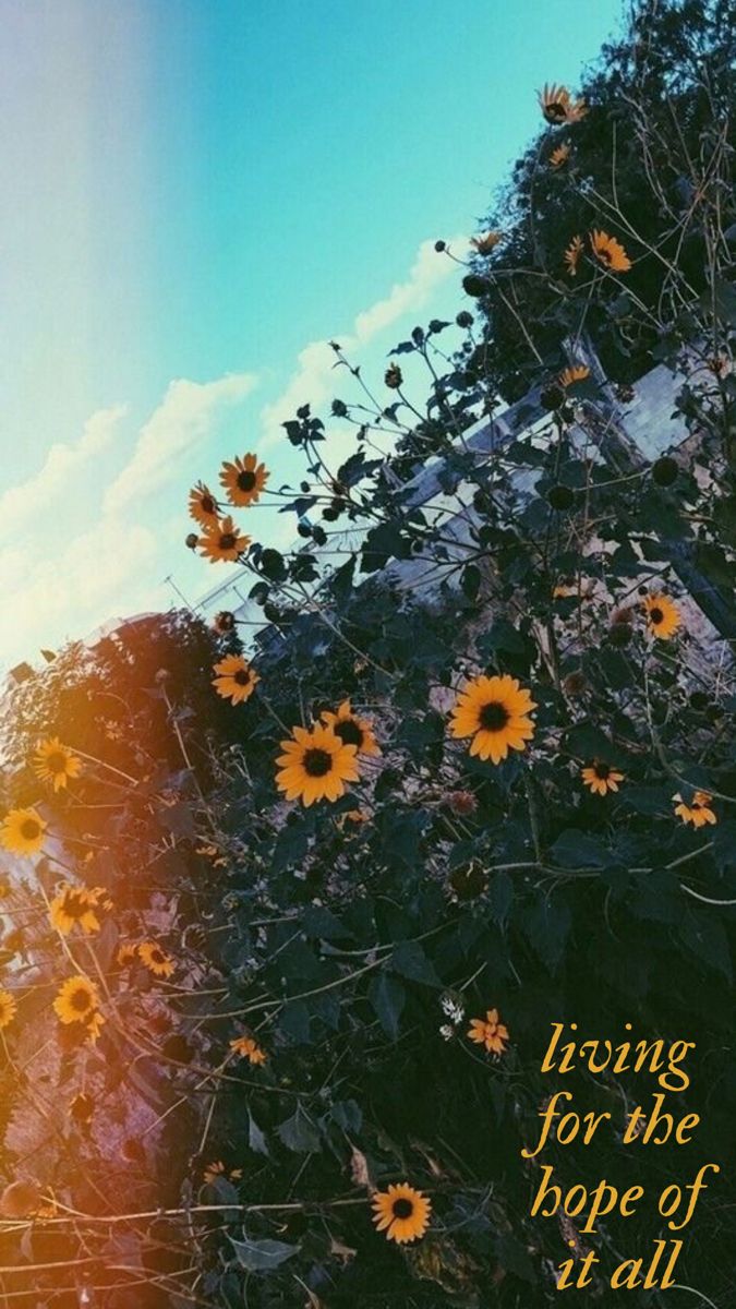 august wallpaper