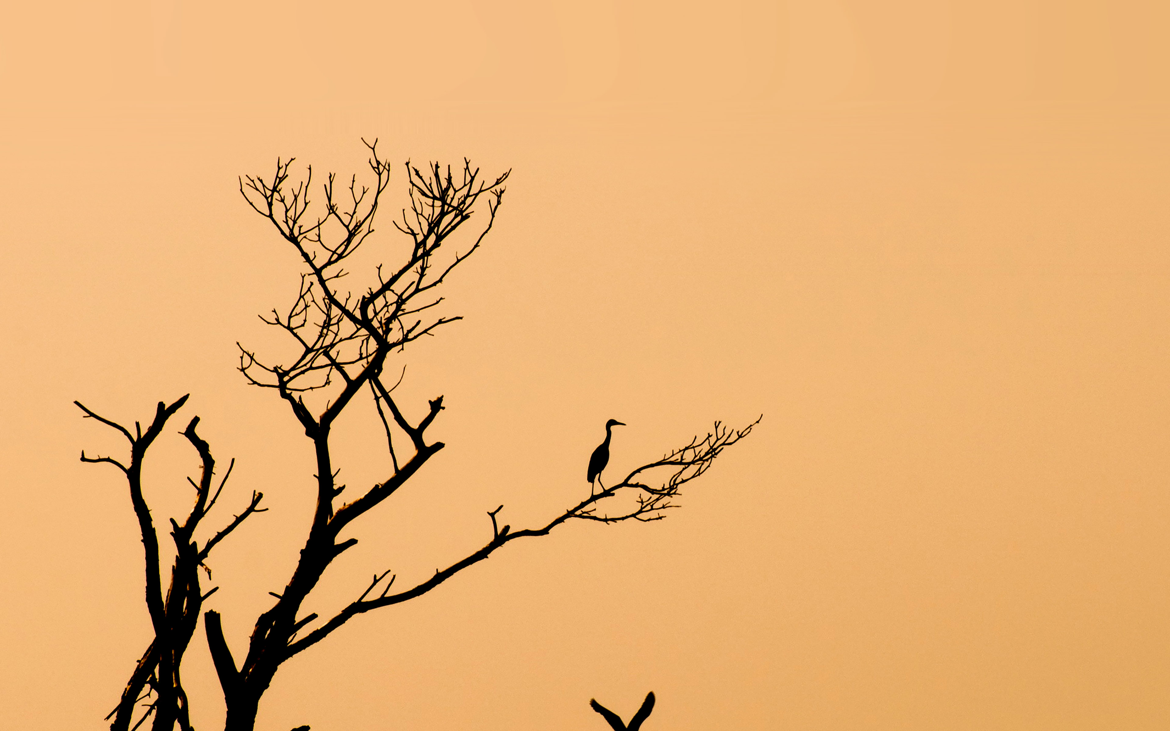 wallpaper for desktop, laptop. bird sunset tree nature minimal