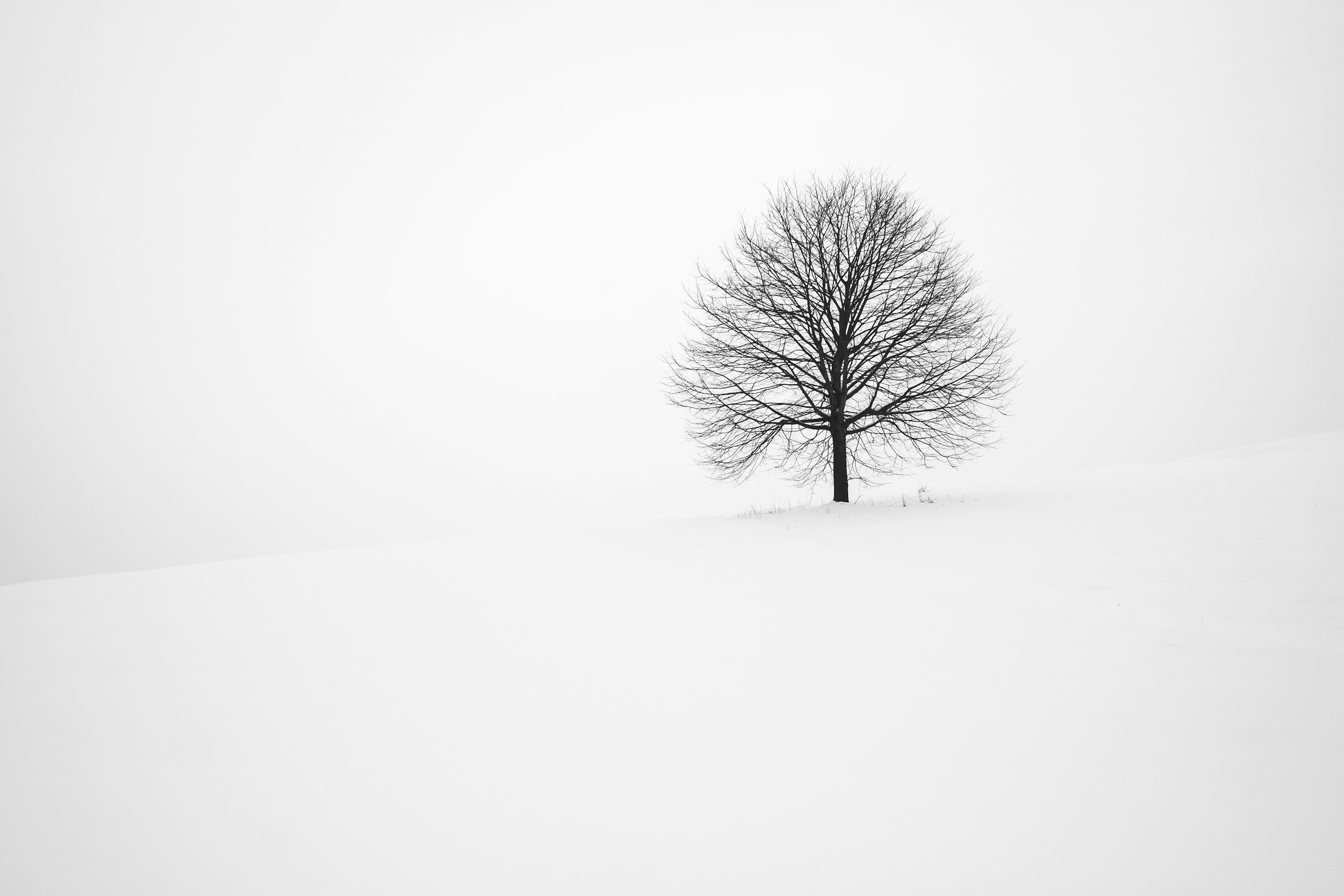 Black And White Tree Picture. Download Free Image
