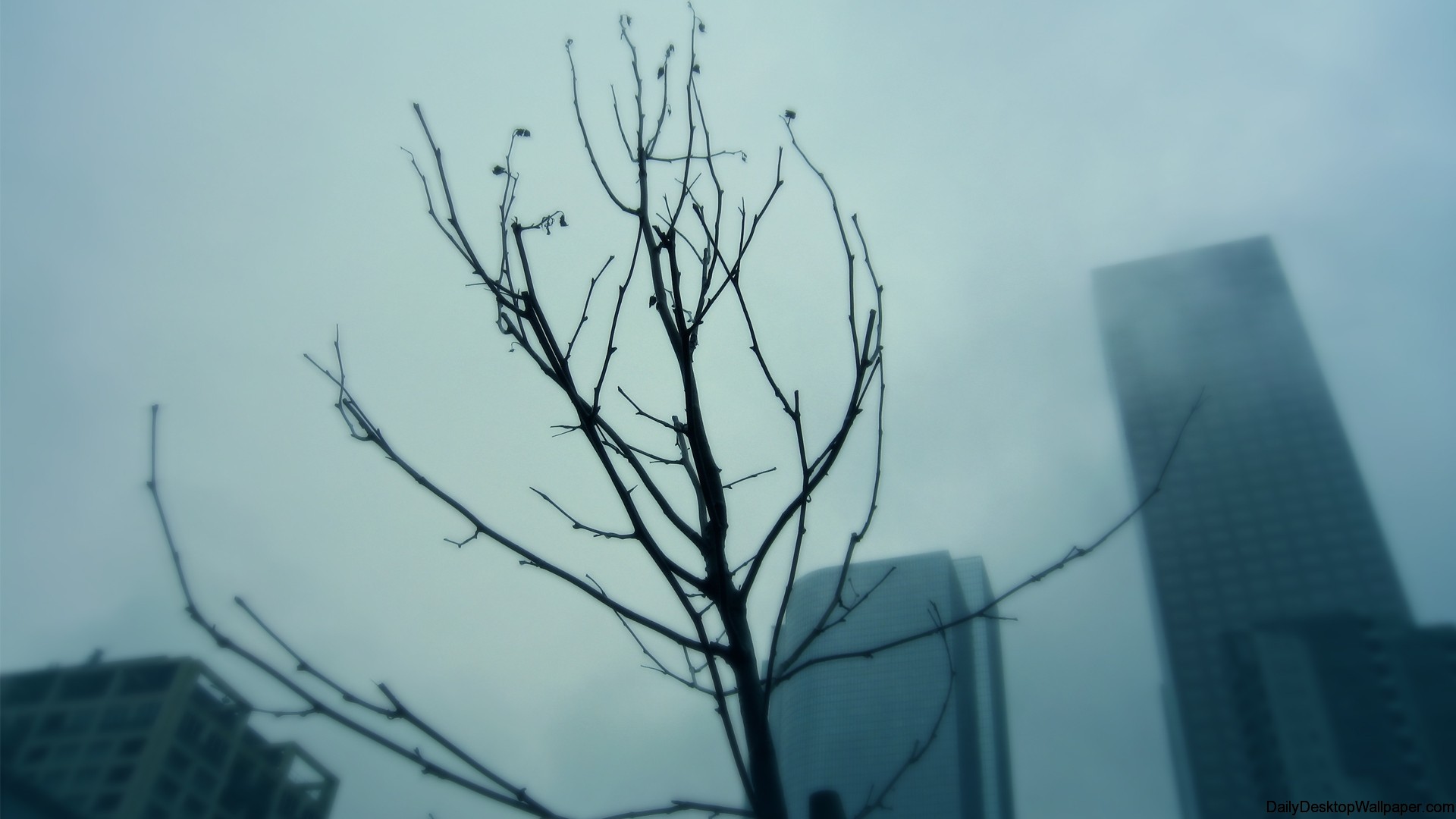 Minimal tree wallpaper Definition, High Resolution HD Wallpaper, High Definition, High Resolution HD Wallpaper