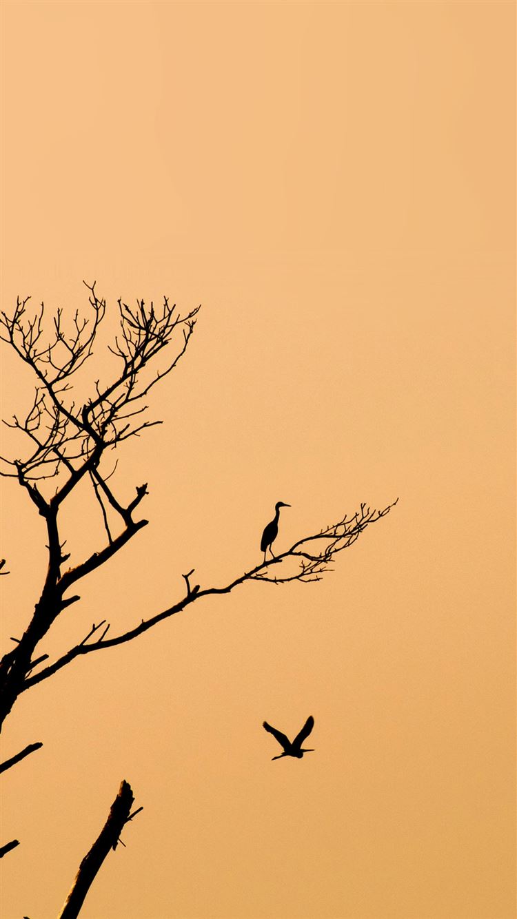 Minimal Tree Birds Sunset iPhone 8 Wallpaper Free Download