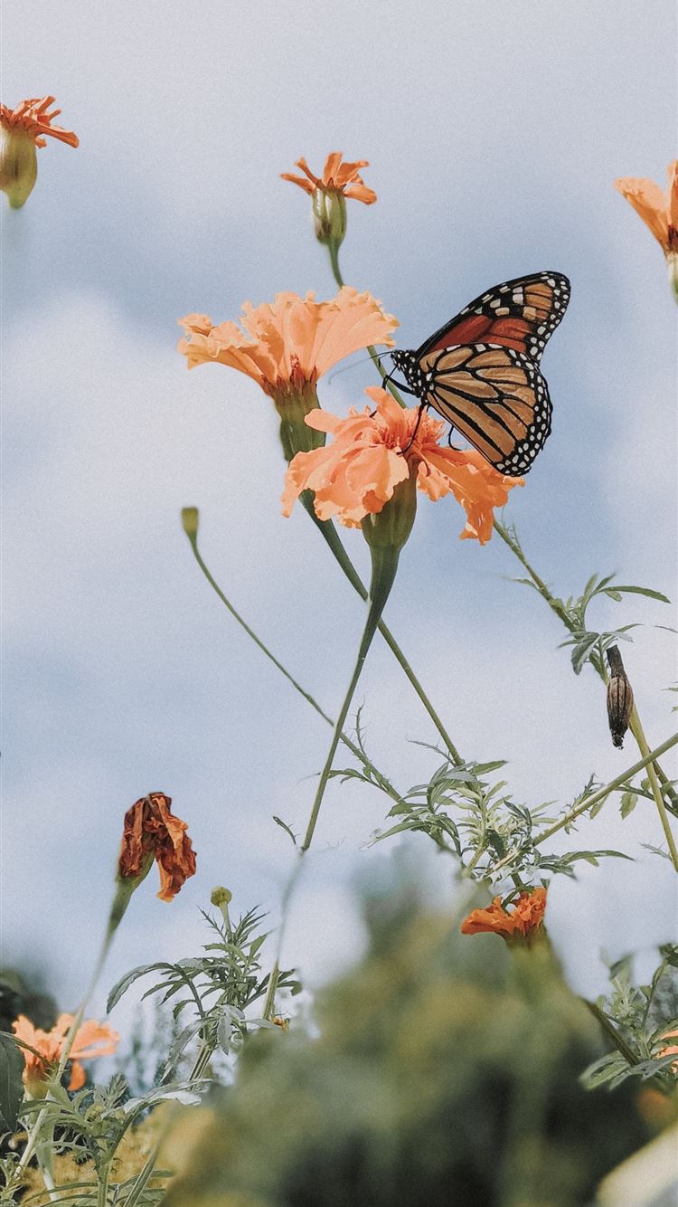 Ope Free Door County Wisconsin