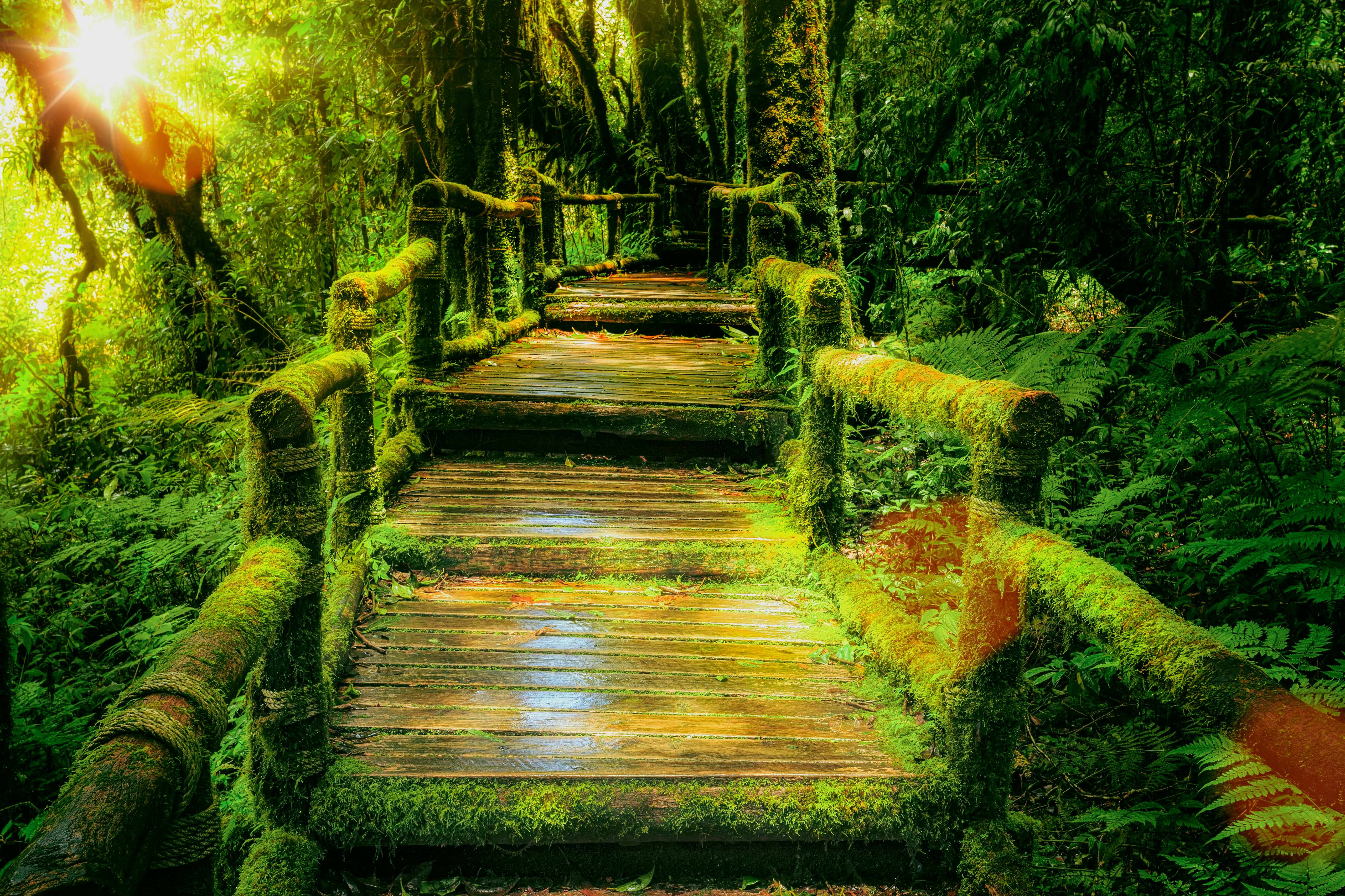 Wooden bridge Wallpaper 4K, Rainforest, Green Moss, Wild