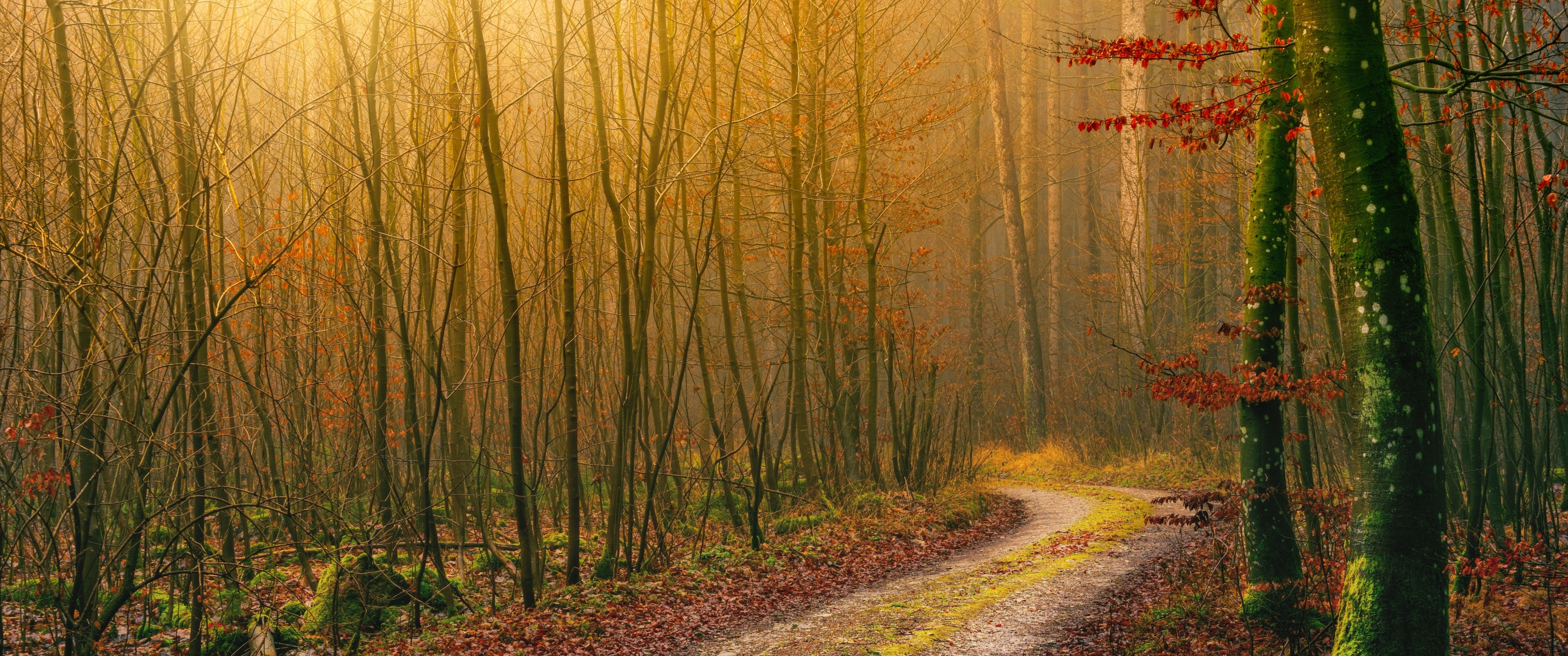 Autumn Wallpaper 4K, Wilderness, Dirt road, Forest