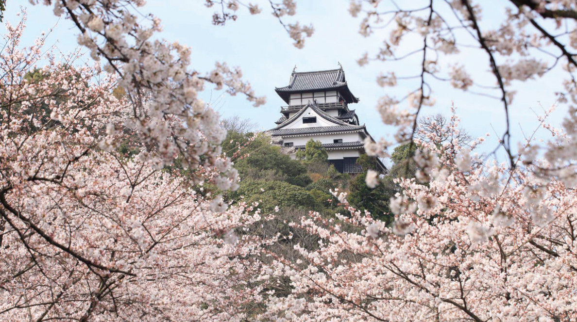 Japan's Cherry Blossom Season 2025. Blooming Forecast and 7 Best Viewing Spots