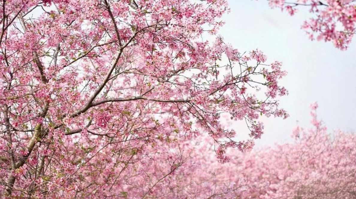 Guangzhou Shenzhen Flower Viewing Guide. Top Flower Spots In GBA