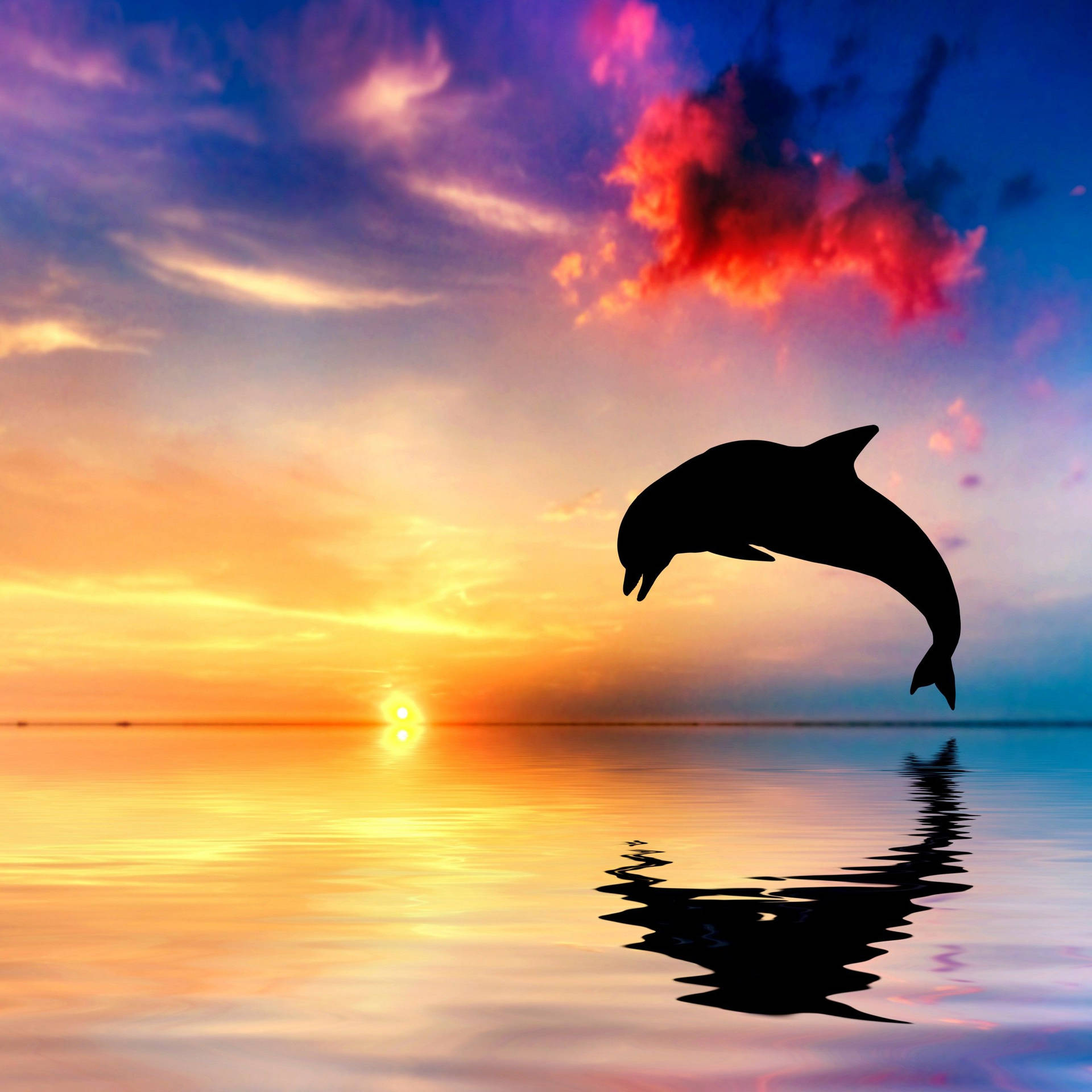 Download Dolphin Sunset Ocean Wallpaper
