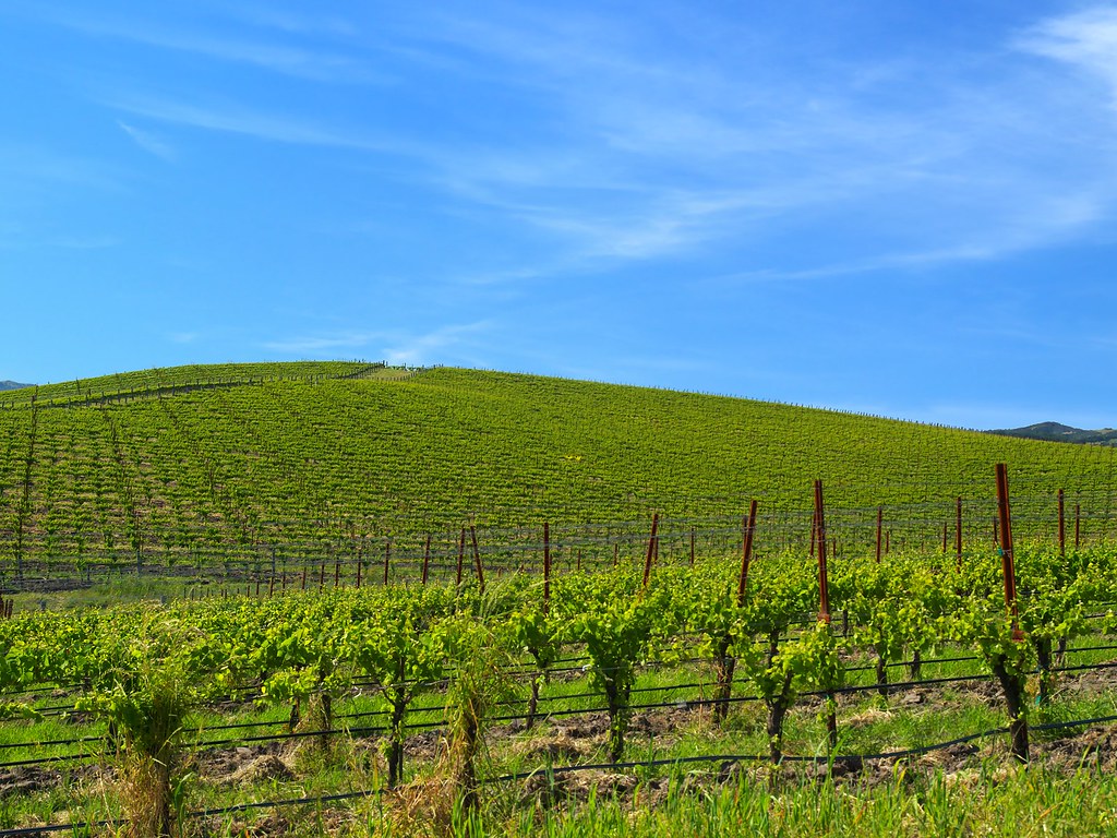 21st Century Bliss. Bliss is the default Windows XP backg