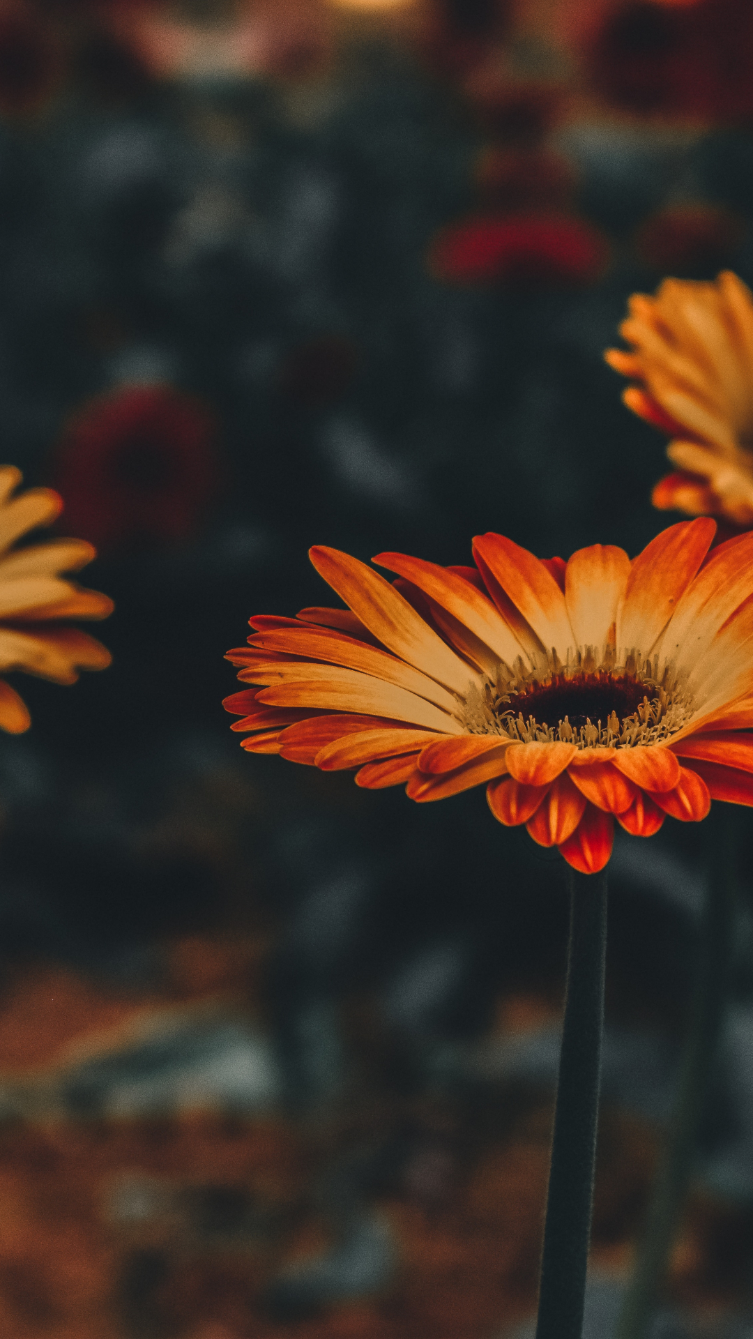 Summer And Peace iPhone Wallpaper